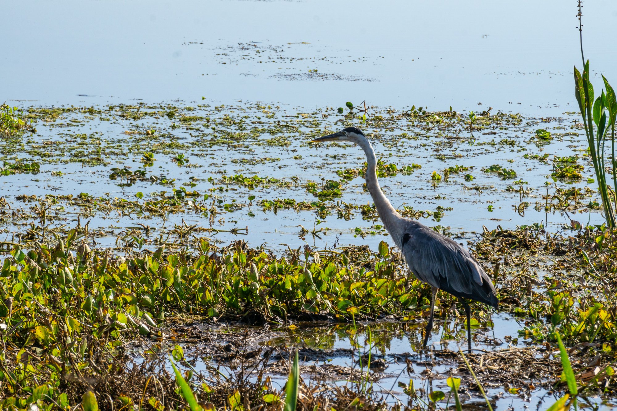 Wetlands May 2022 - 2500px-3.jpg