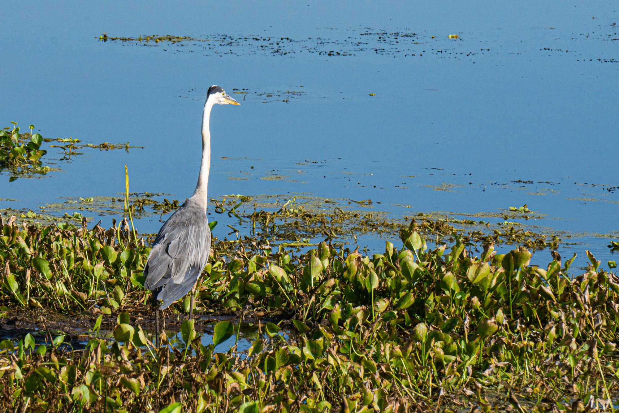 Wetlands May 2022 - 2500px-4.jpg