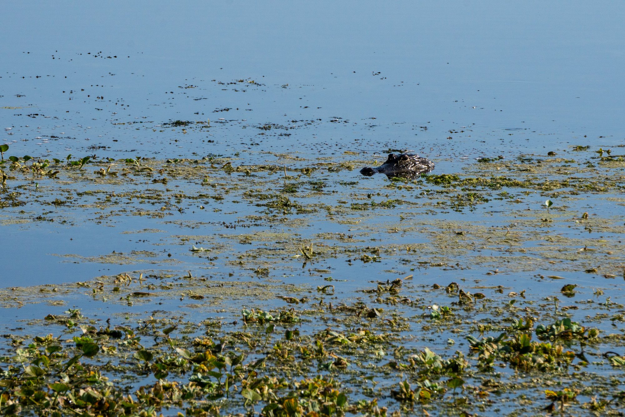 Wetlands May 2022 - 2500px-5.jpg