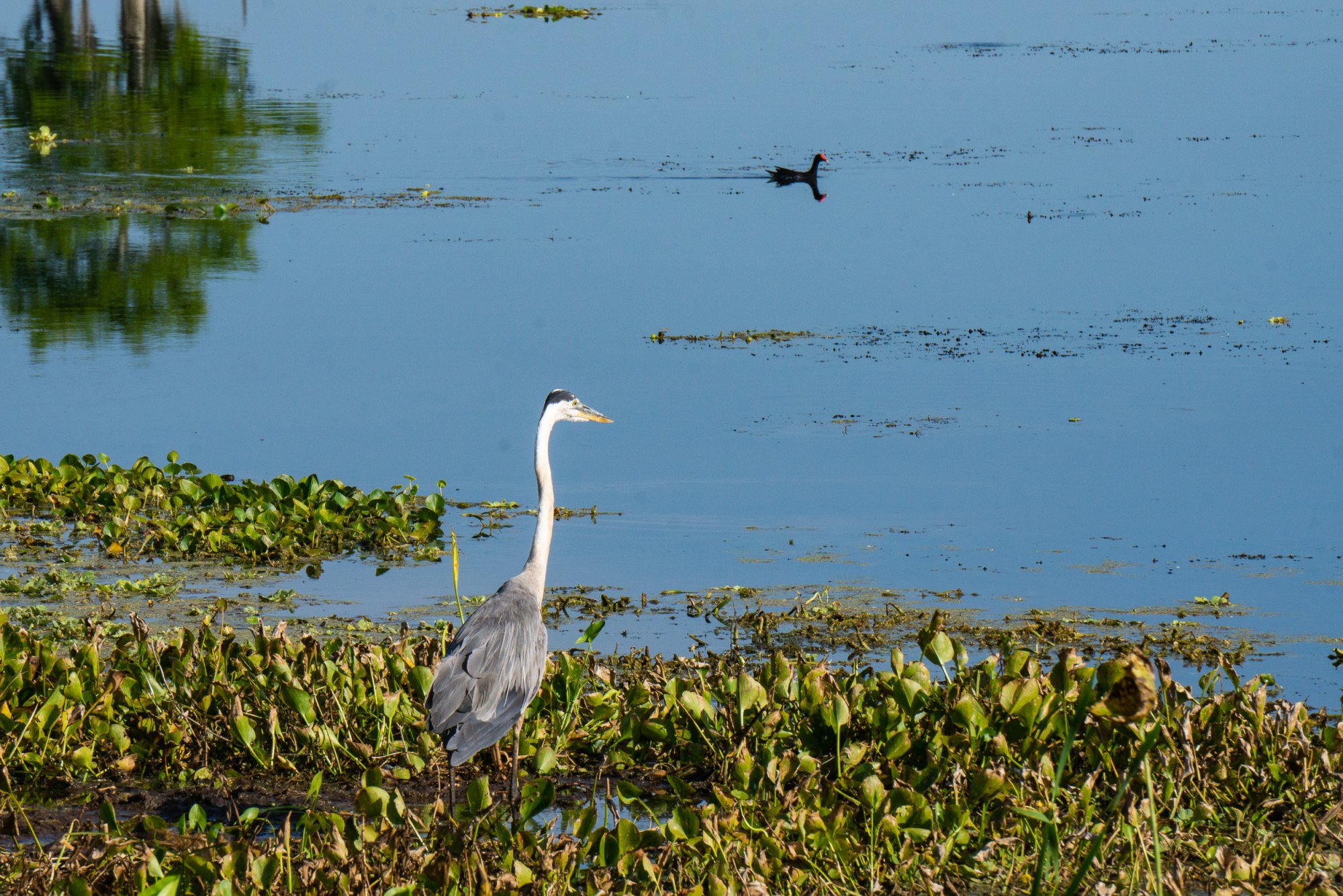 Wetlands May 2022 - 2500px-9.jpg