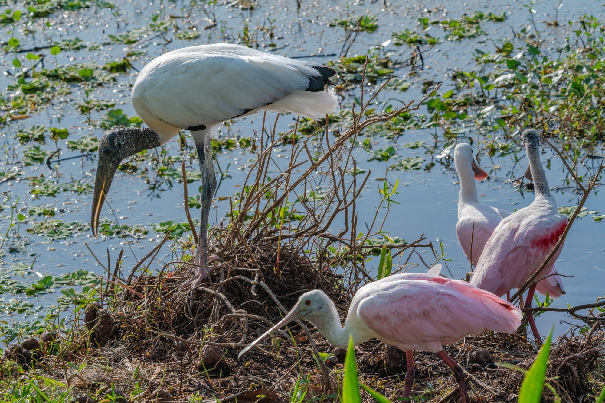 Wetlands May 2024 - 2500px-7.JPG