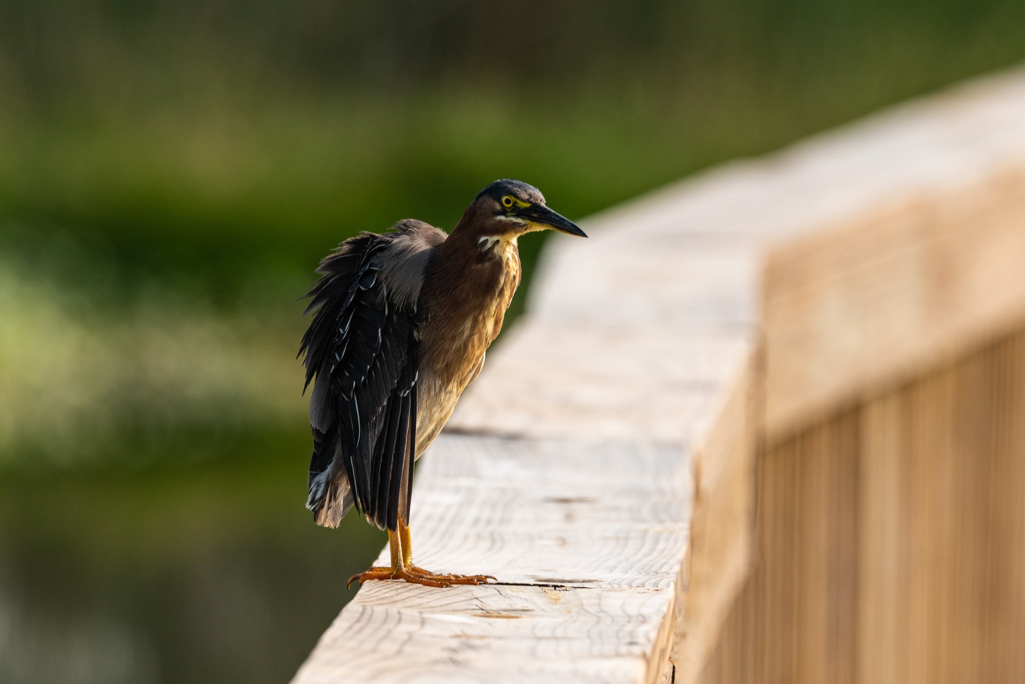 Wetlands May 23 - 2500px-1.jpg