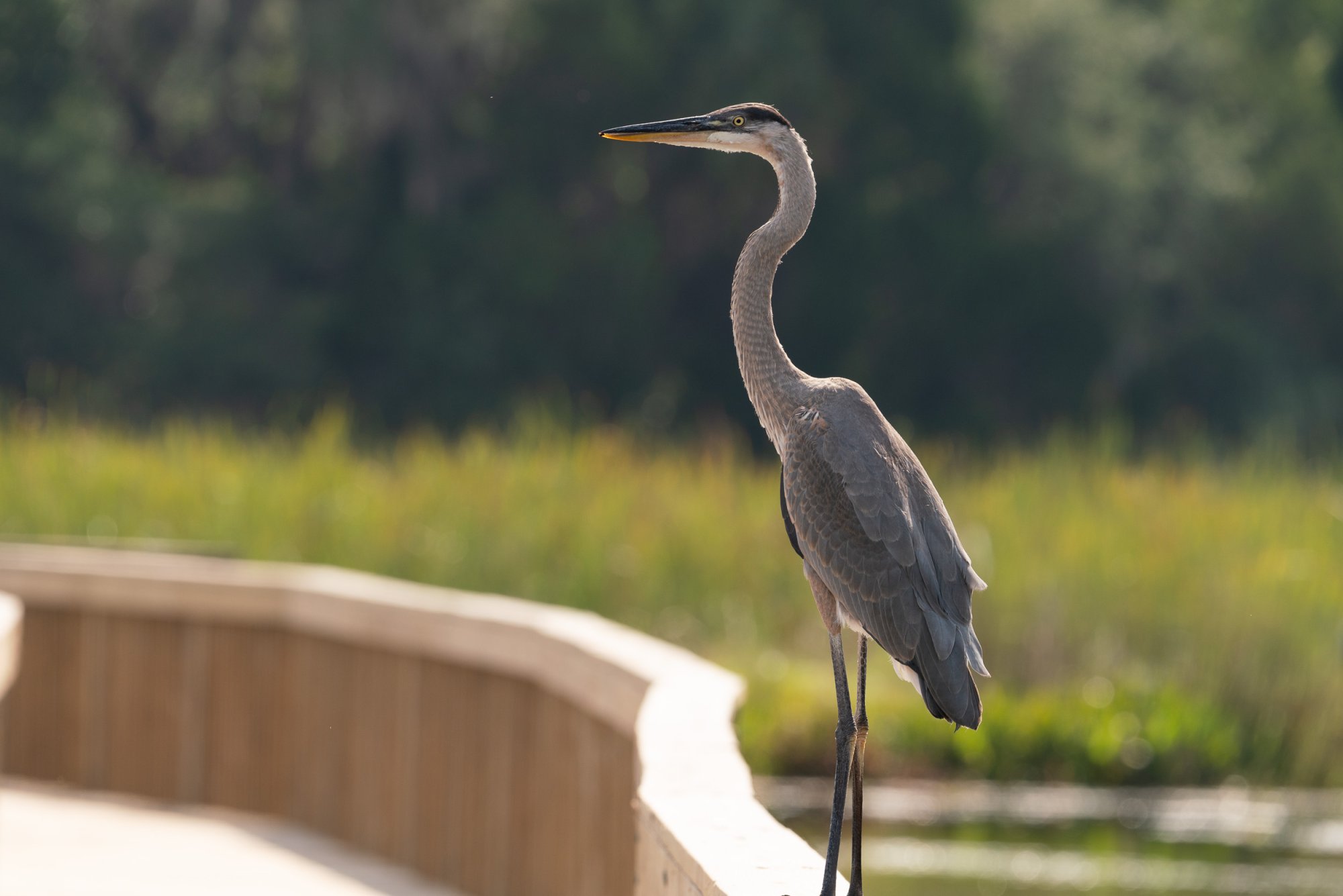 Wetlands May 23 - 2500px-10.jpg