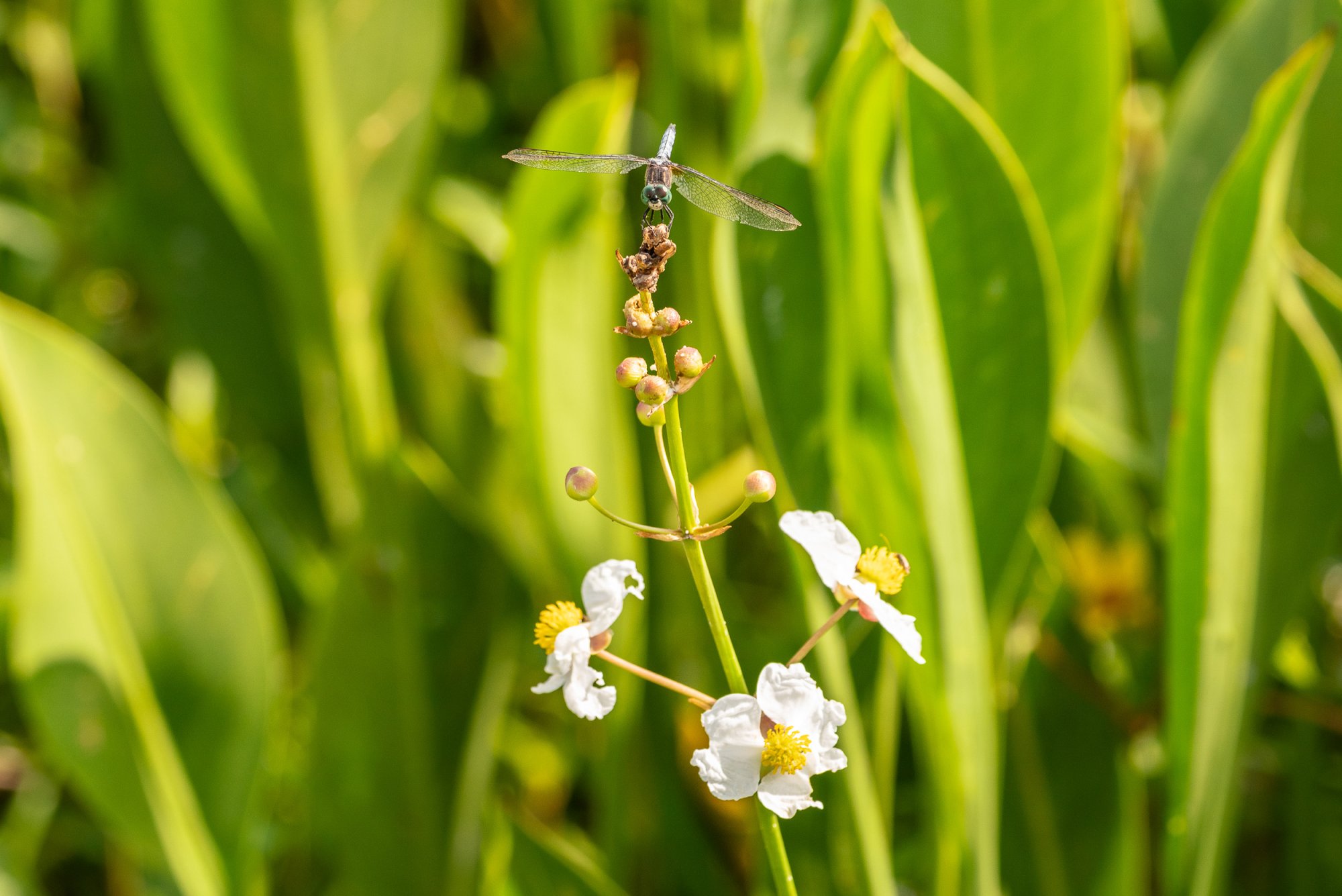 Wetlands May 23 - 2500px-11.jpg