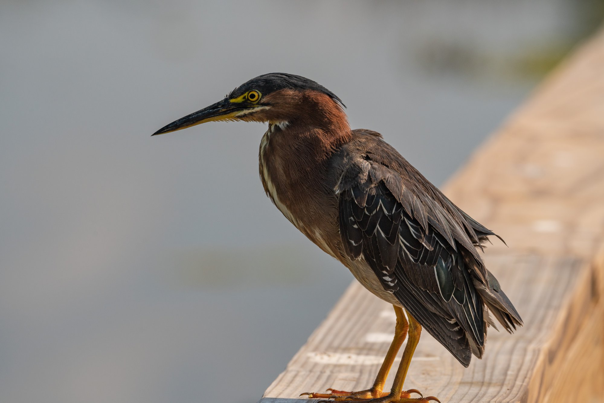 Wetlands May 23 - 2500px-2.jpg