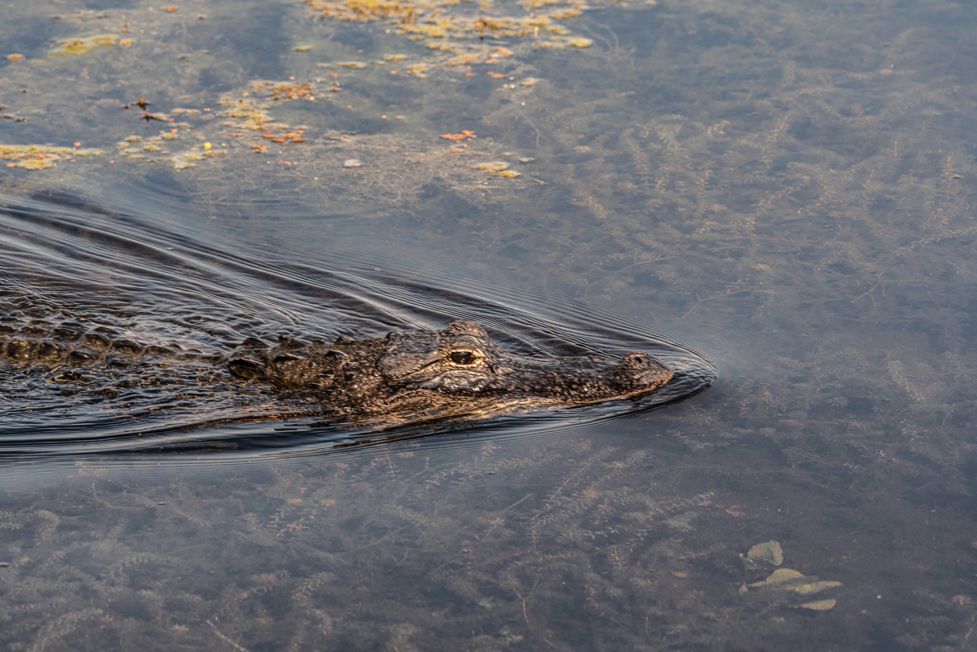 Wetlands May 23 - 2500px-4.jpg