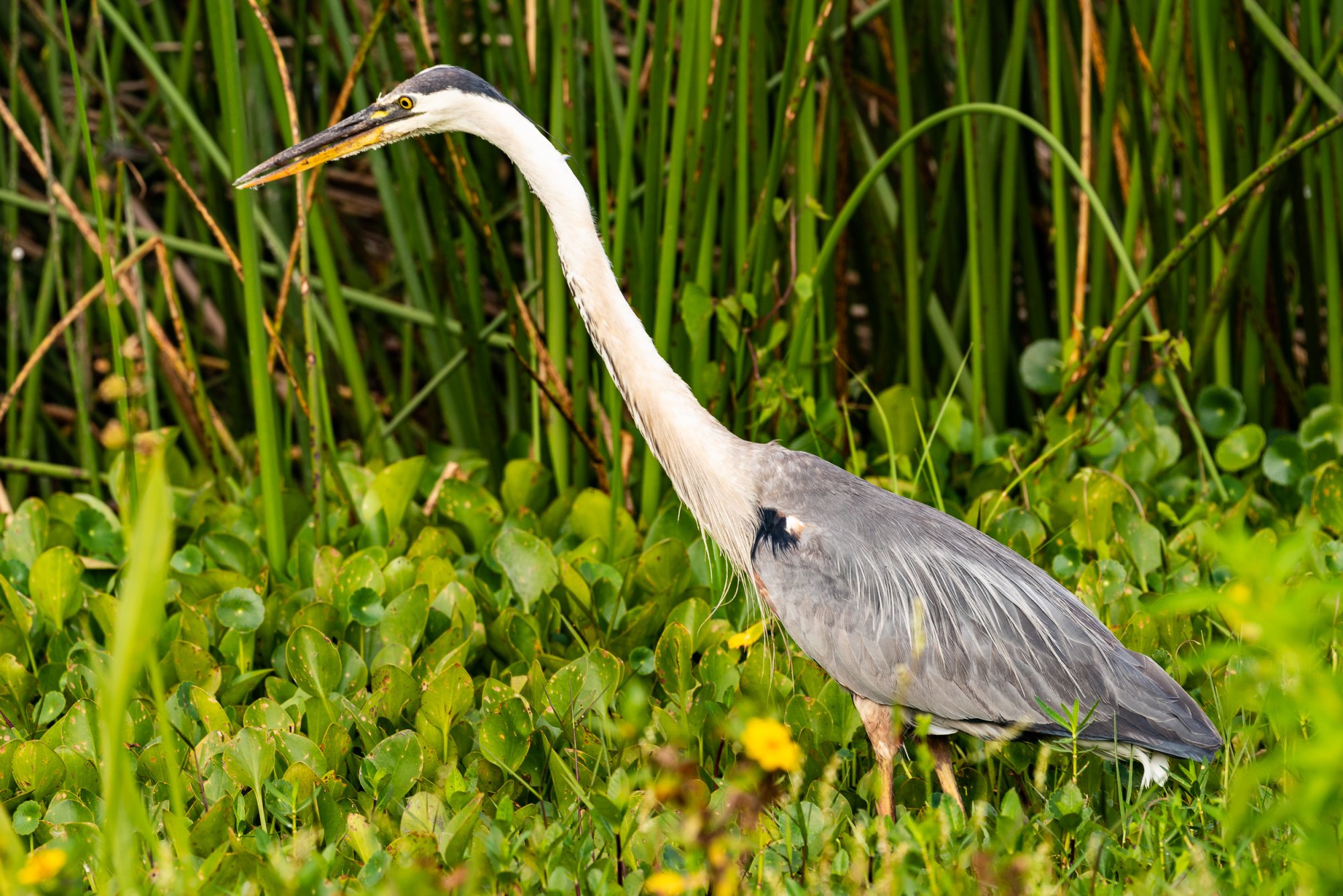 Wetlands May 23 - 2500px-6.jpg