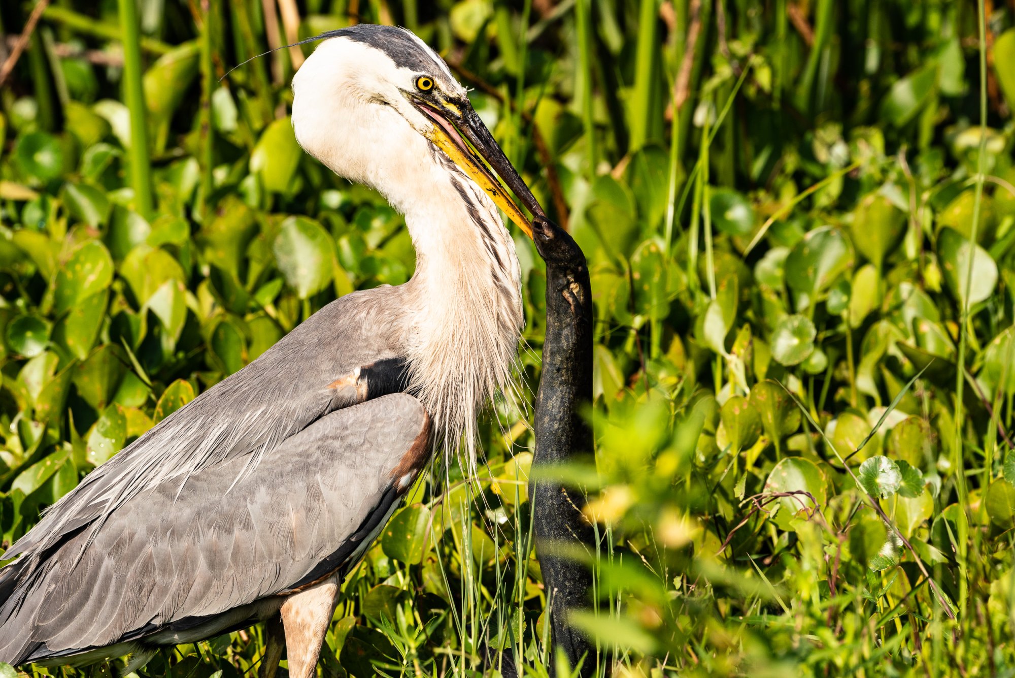 Wetlands May 23 - 2500px-7.jpg