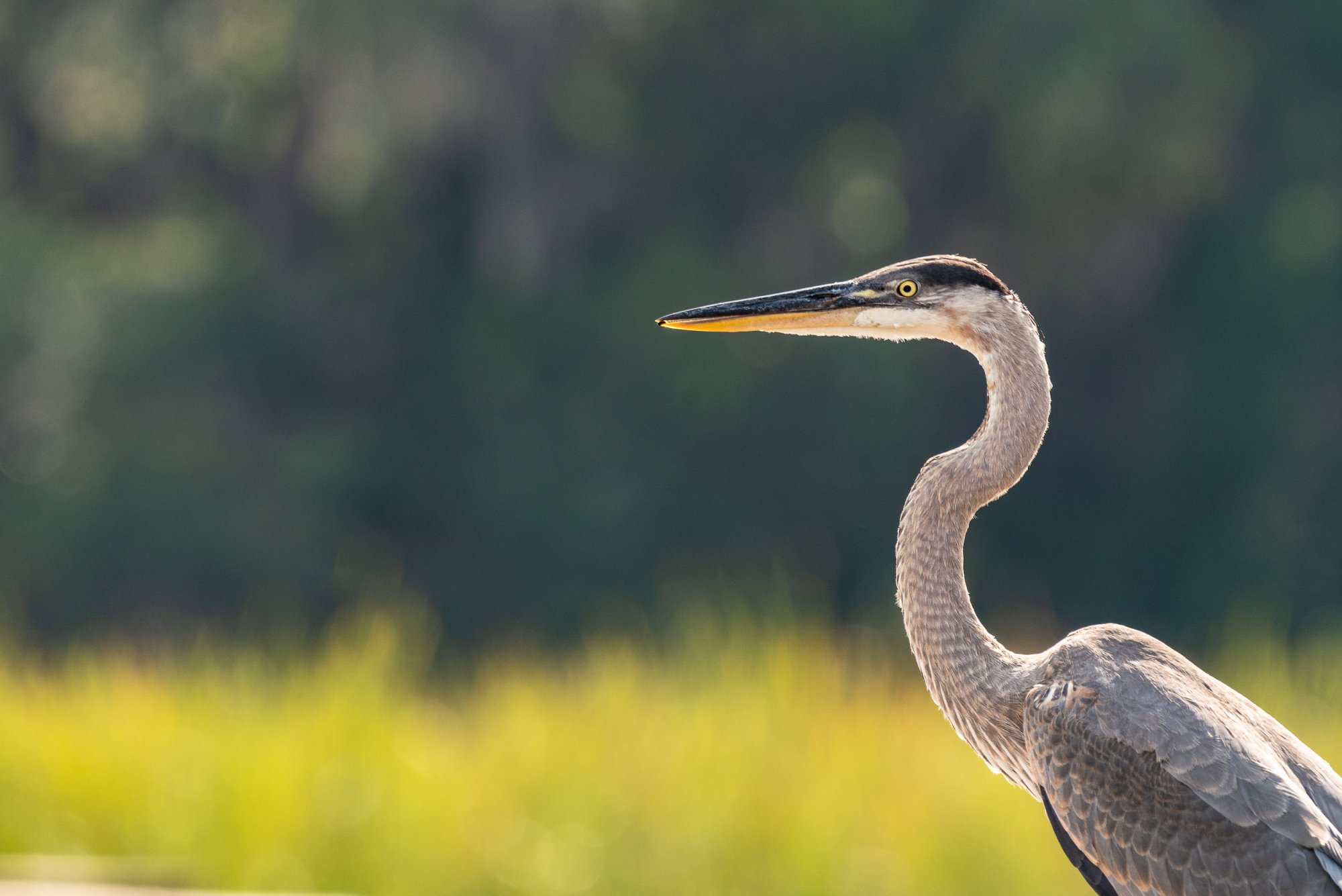 Wetlands May 23 - 2500px-9.jpg