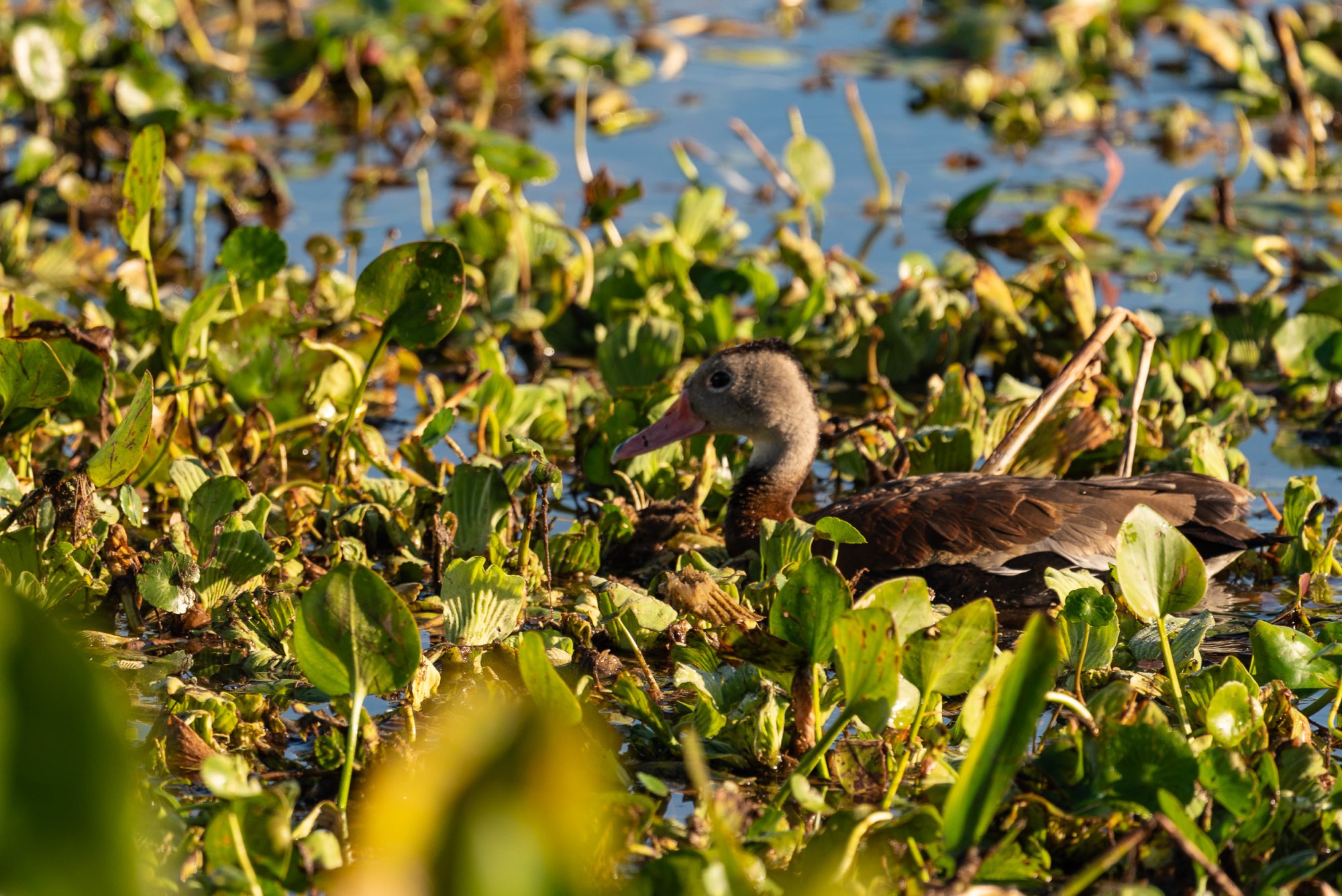 Wetlands Nov 2023 - 2500px-3.jpg