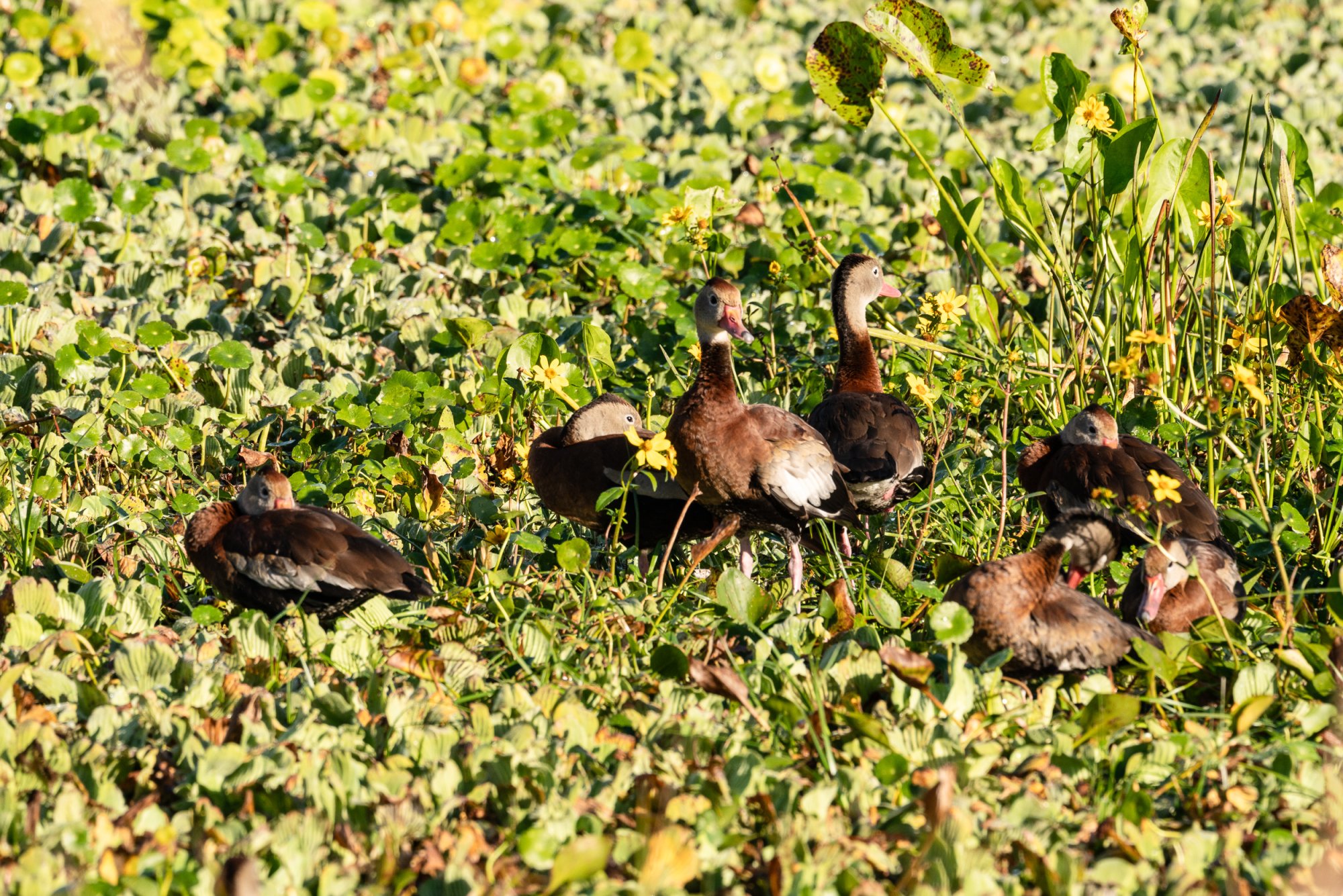 Wetlands Nov 2025 - 2500px-1.jpg