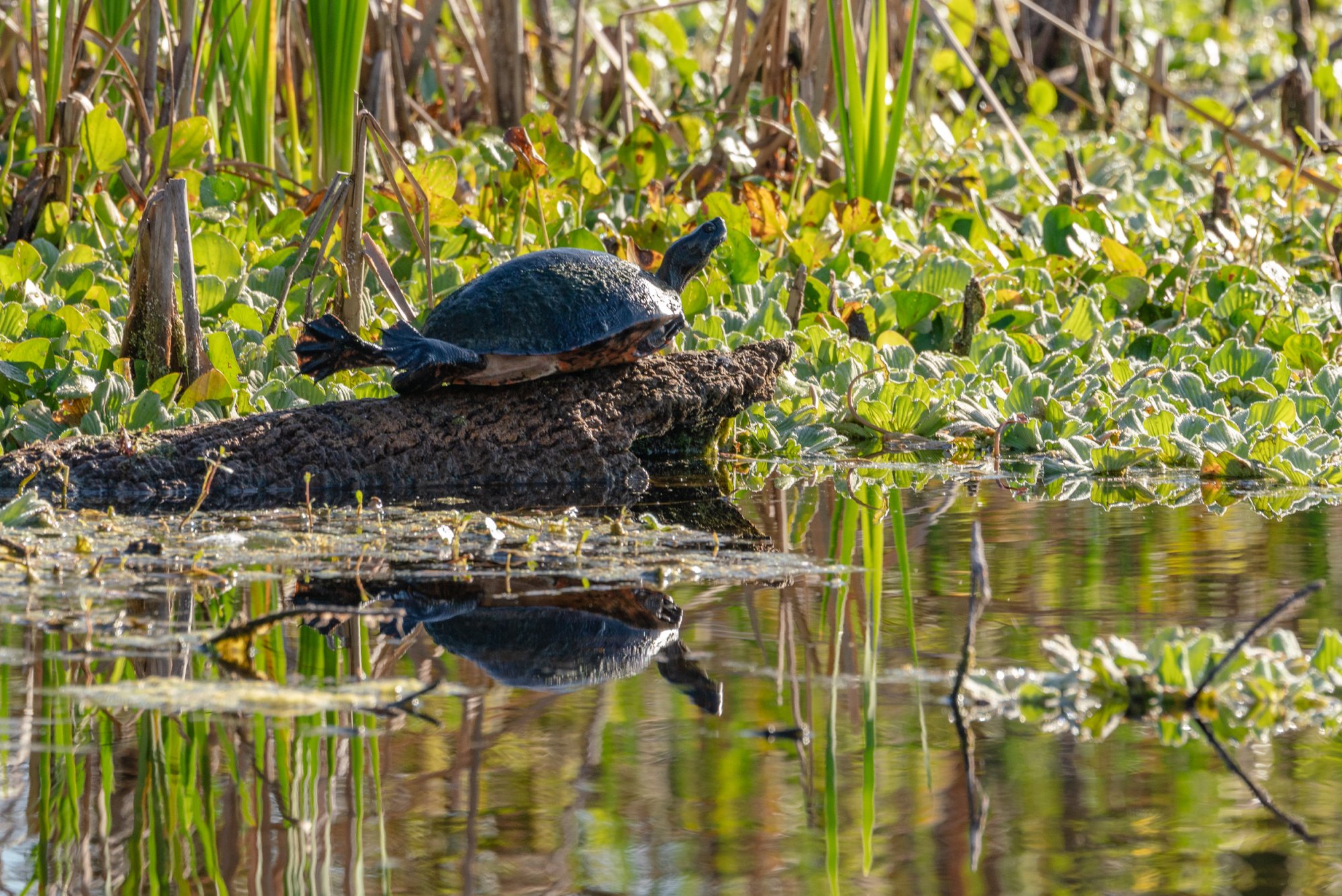 Wetlands Nov 2025 - 2500px-2.jpg