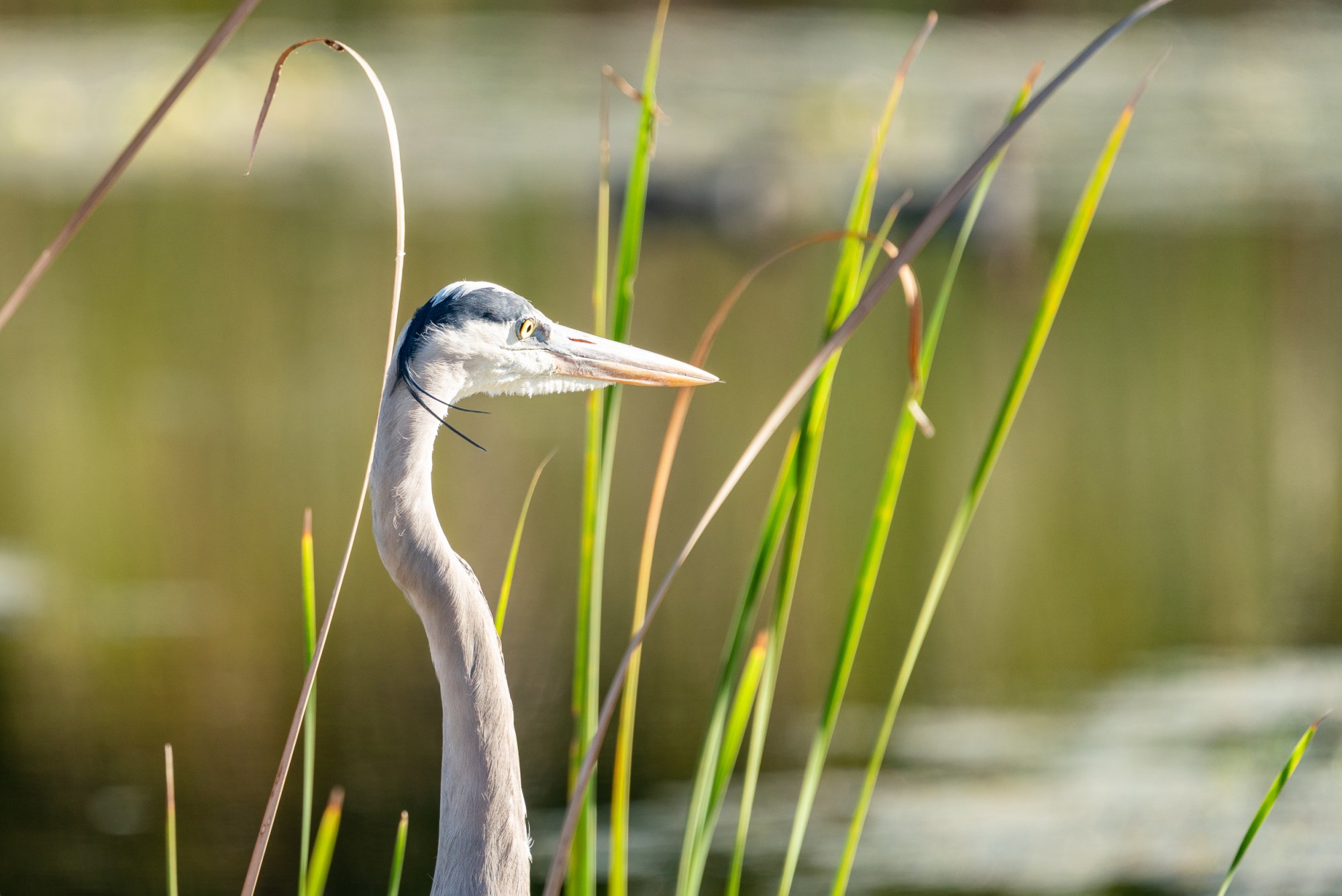 Wetlands Nov 2025 - 2500px-5.jpg