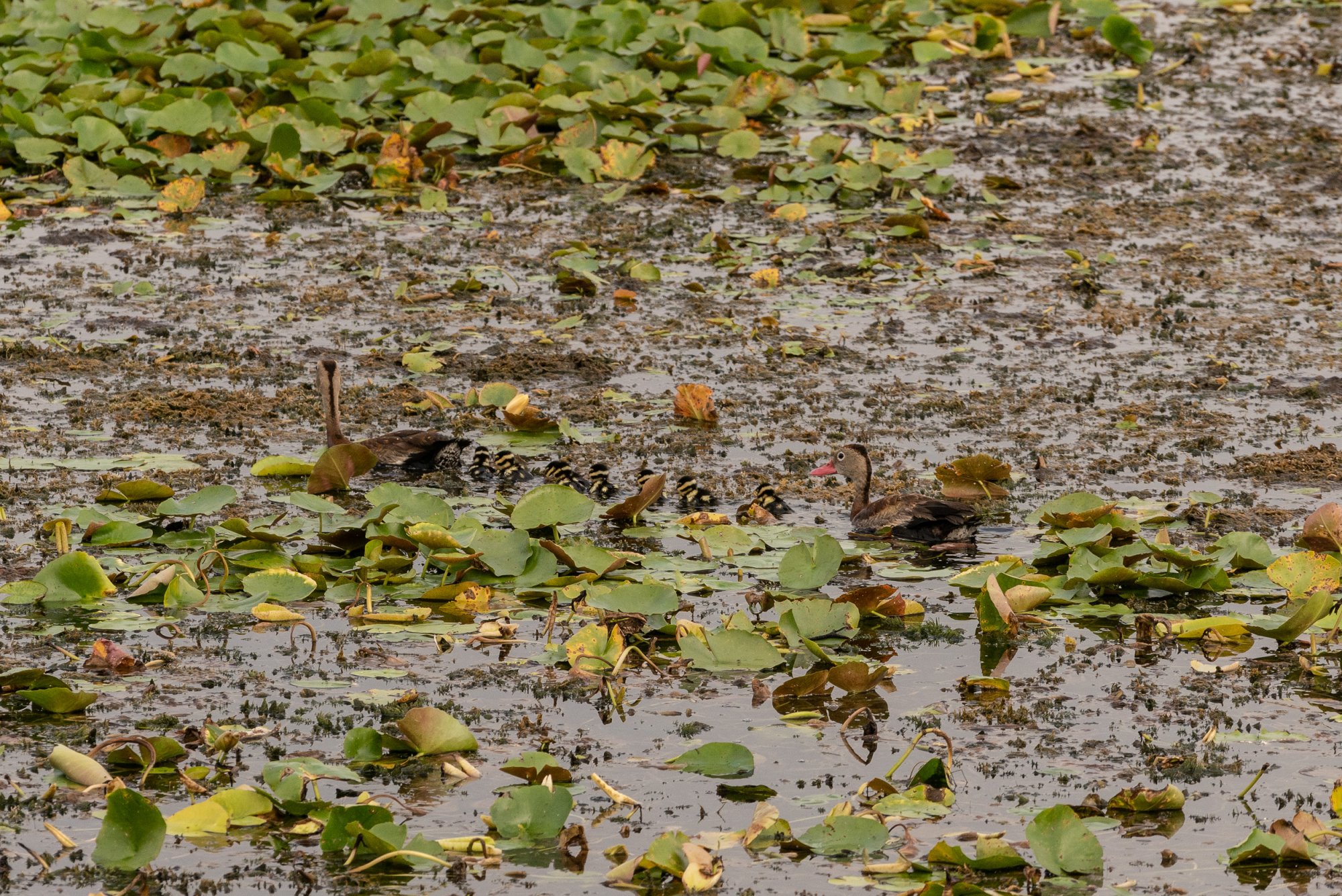 Wetlands Nov22- 2500px-10.jpg