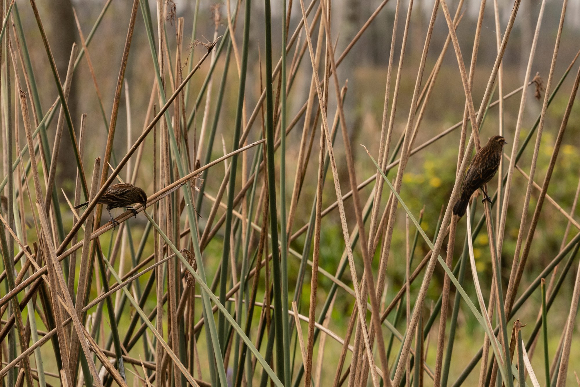 Wetlands Nov22- 2500px-12.jpg