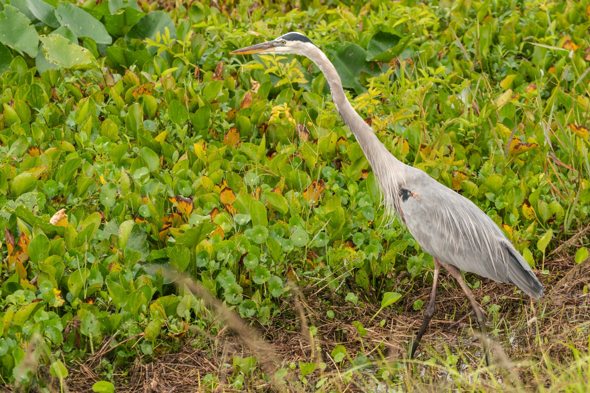 Wetlands Nov22- 2500px-8.jpg