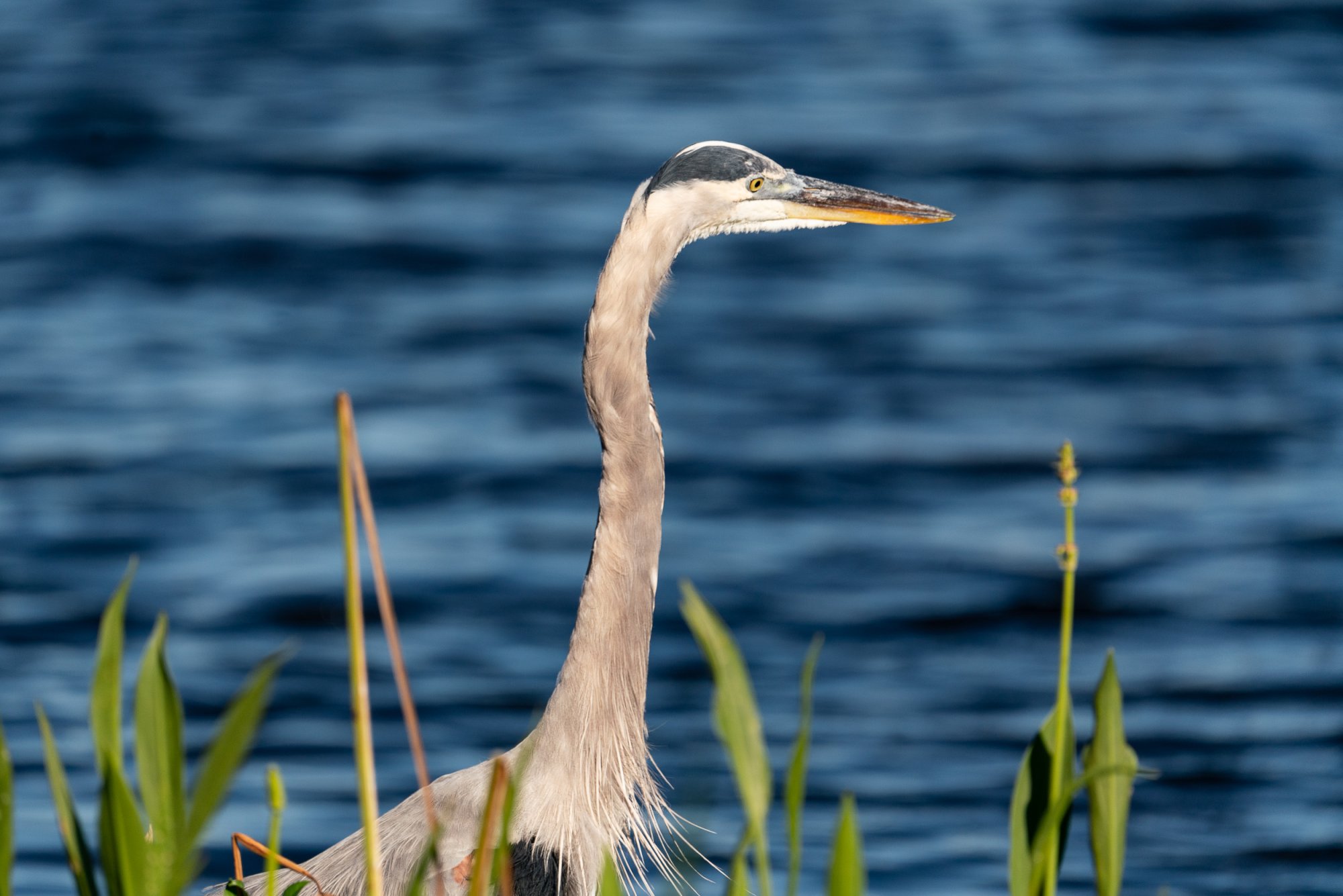 Wetlands Oct 2023 - 2500px-14.jpg