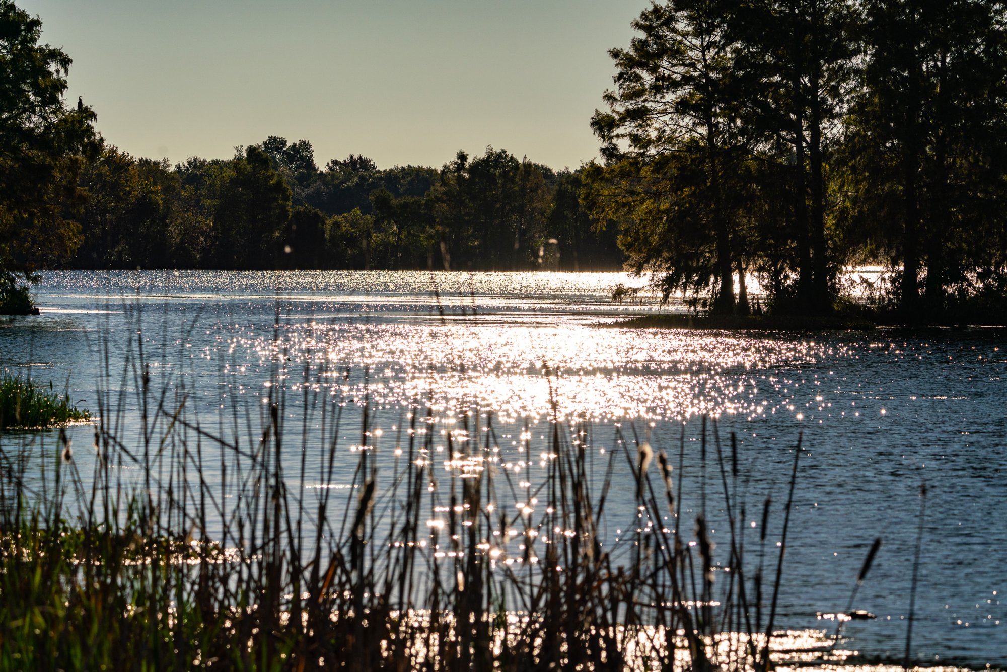 Wetlands Oct 2023 - 2500px-3.jpg