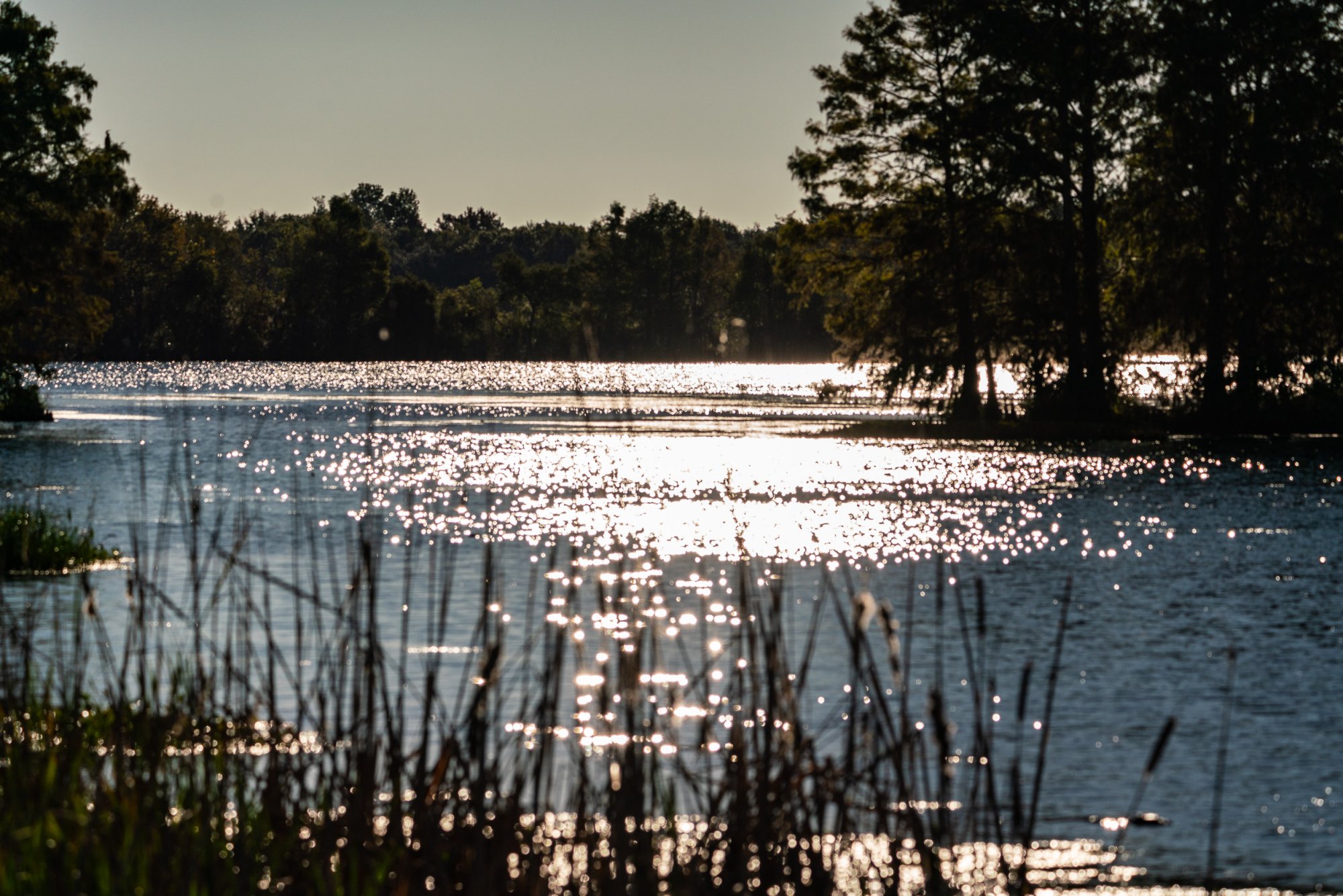 Wetlands Oct 2023 - 2500px-4.jpg