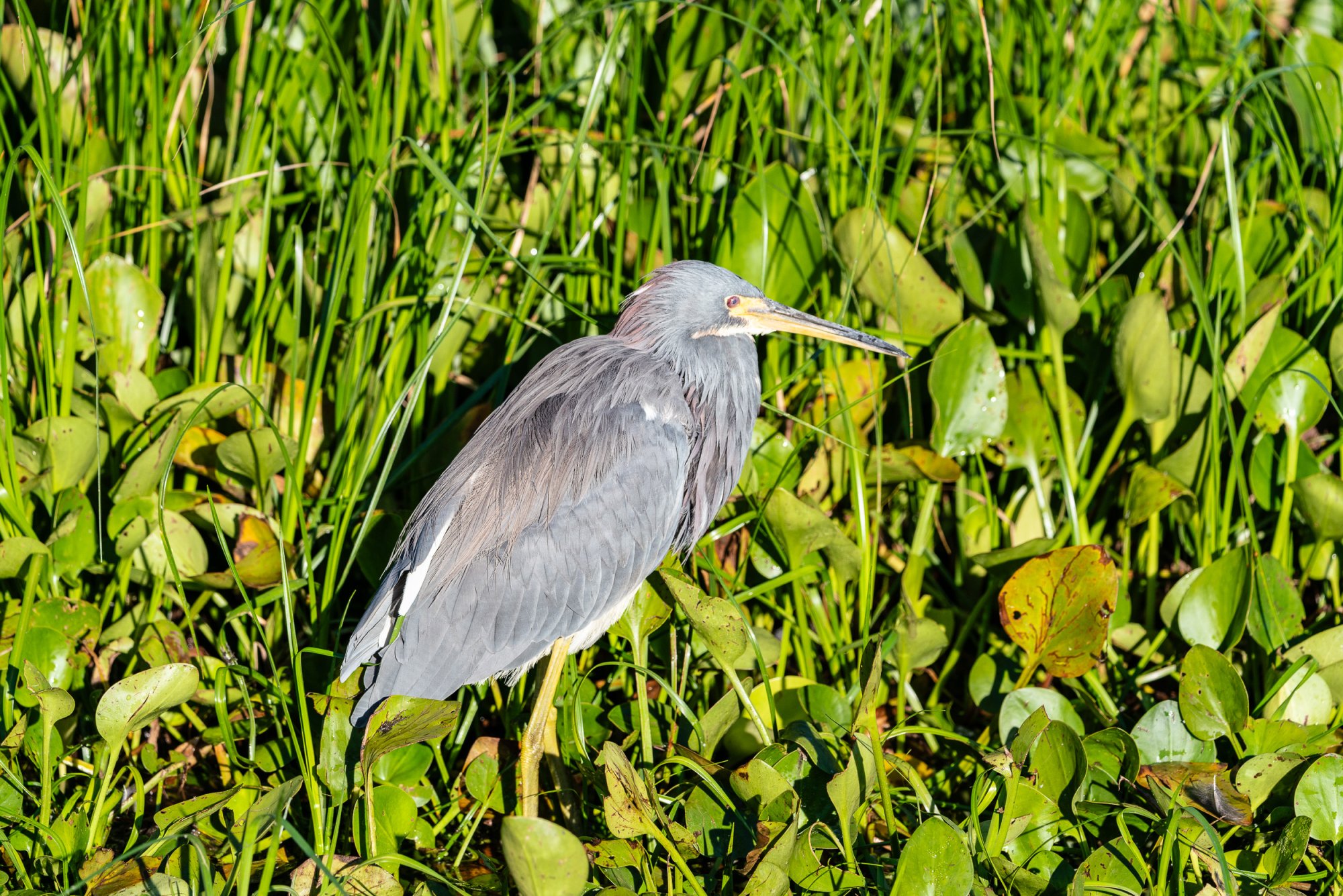 Wetlands Oct 2023 - 2500px-5.jpg