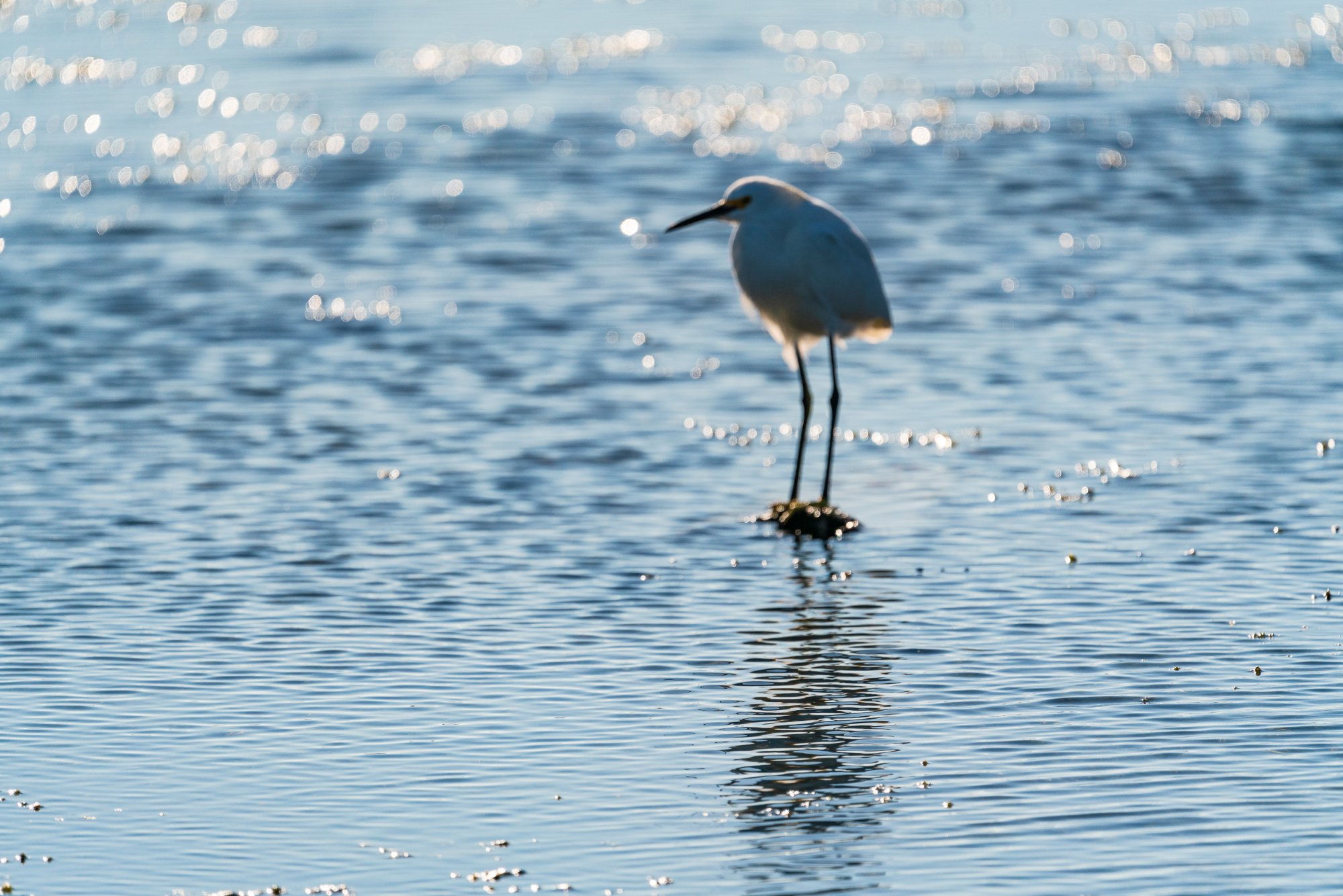 Wetlands Oct 2023 - 2500px-6.jpg