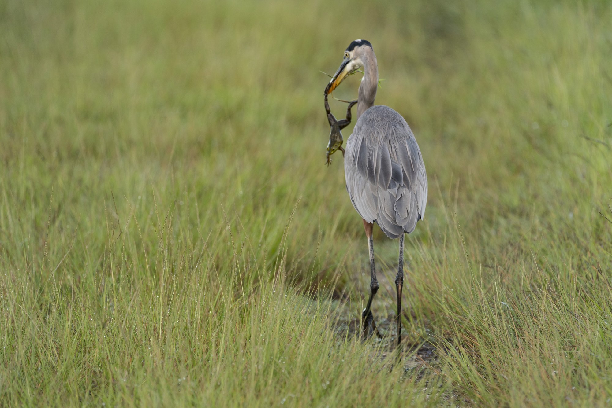 Wetlands Park - 2500px-13.JPG