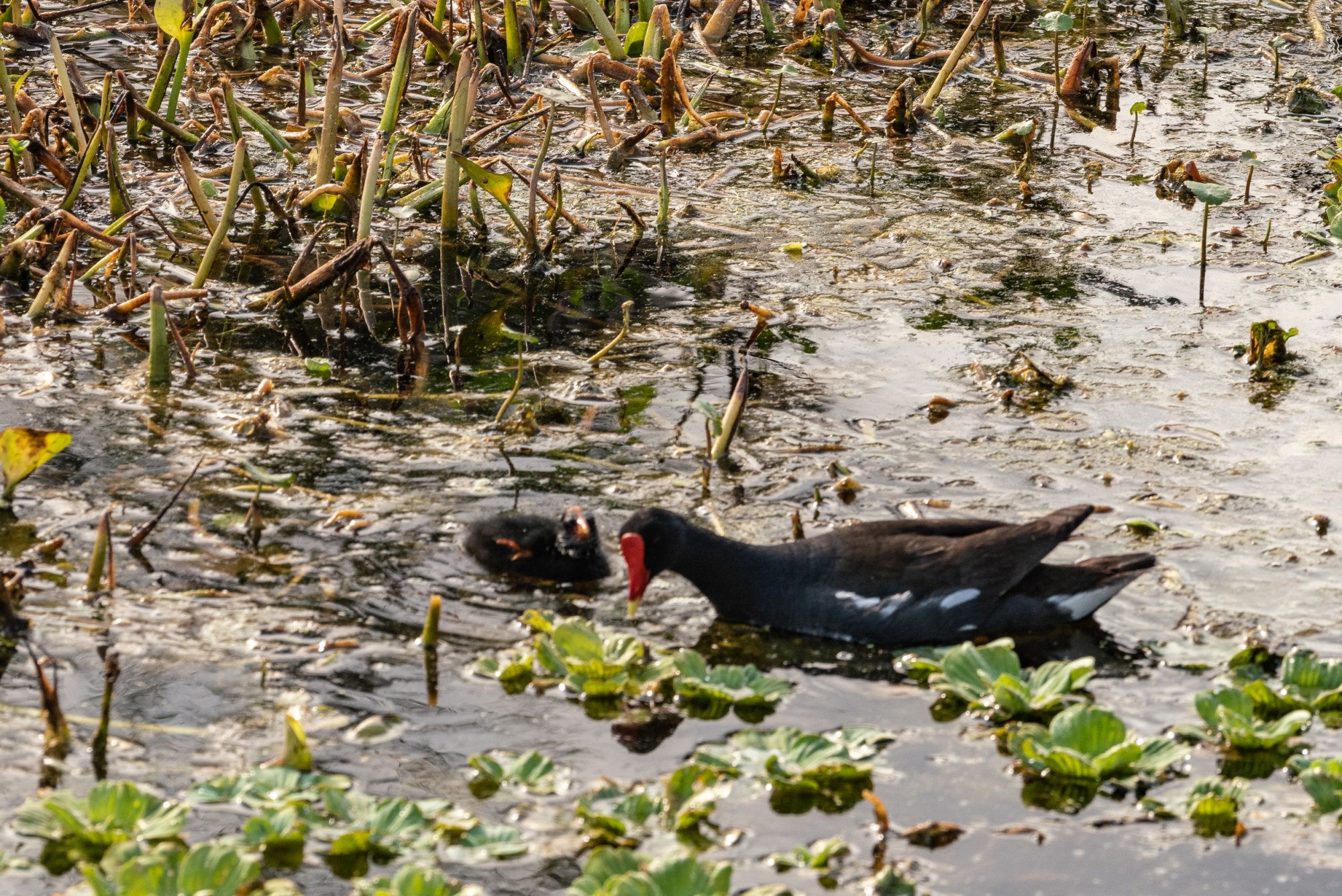 Wetlands Park - 2500px-3.jpg