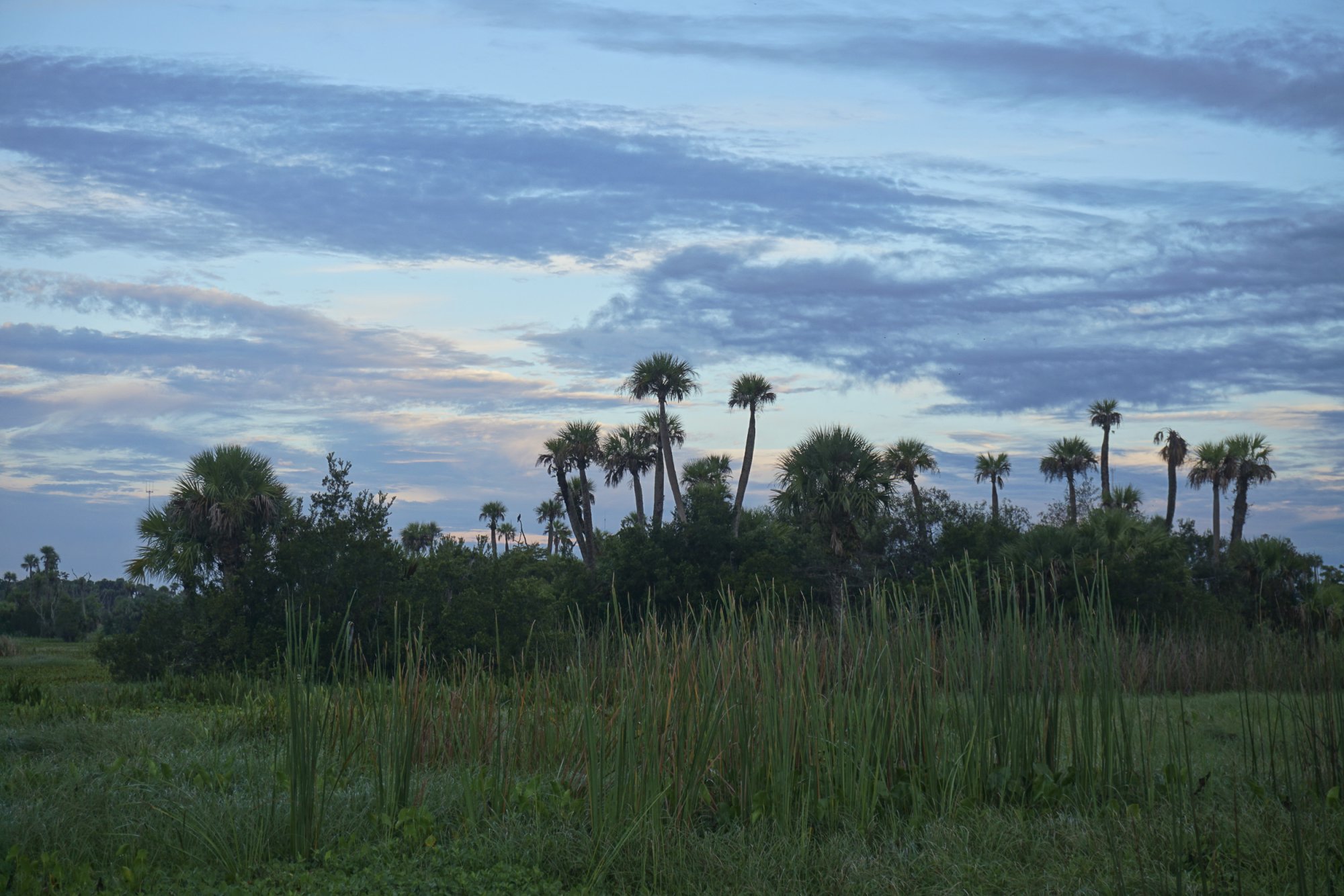 Wetlands Park - 2500px-6.JPG