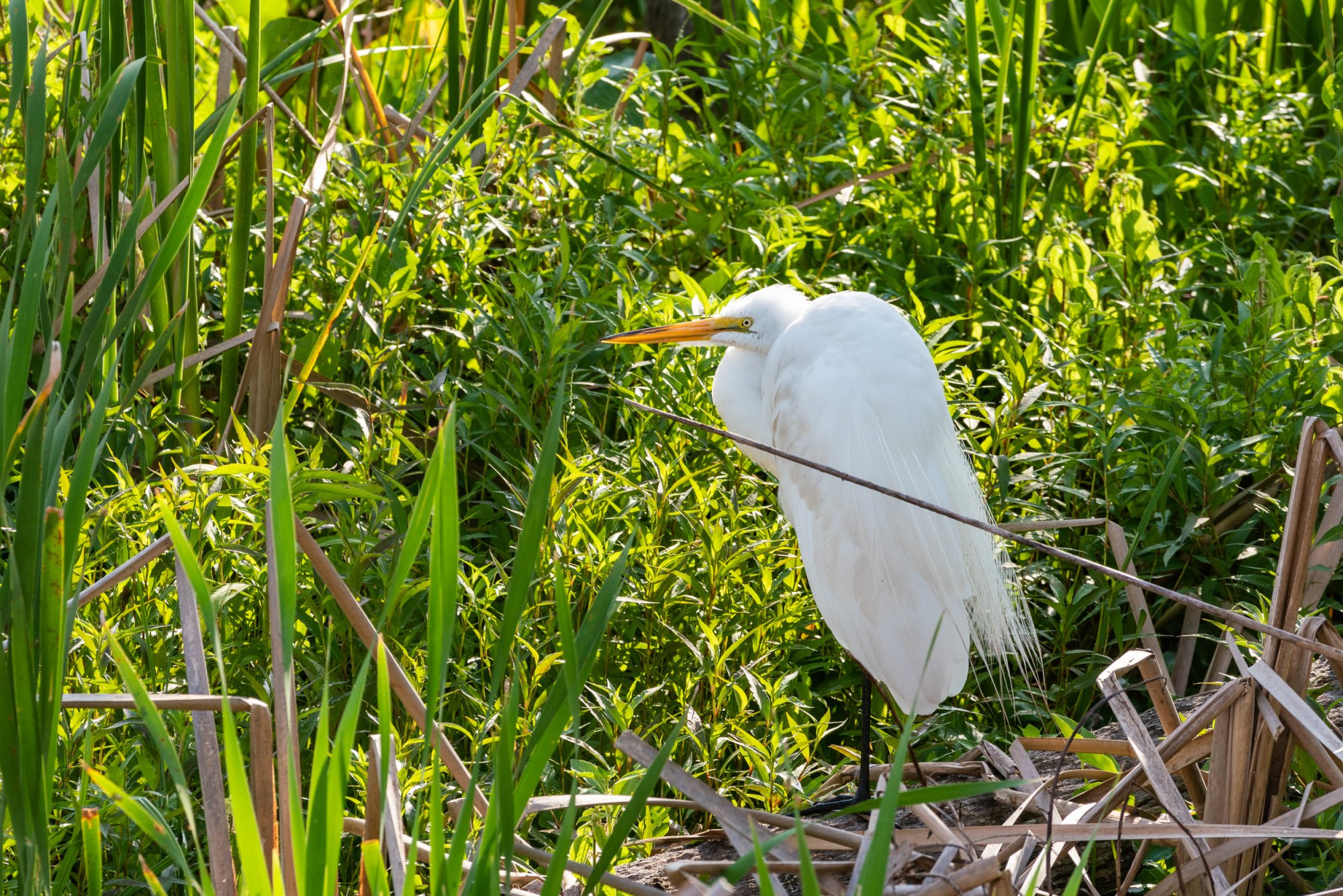 Wetlands Park - 2500px-8.jpg