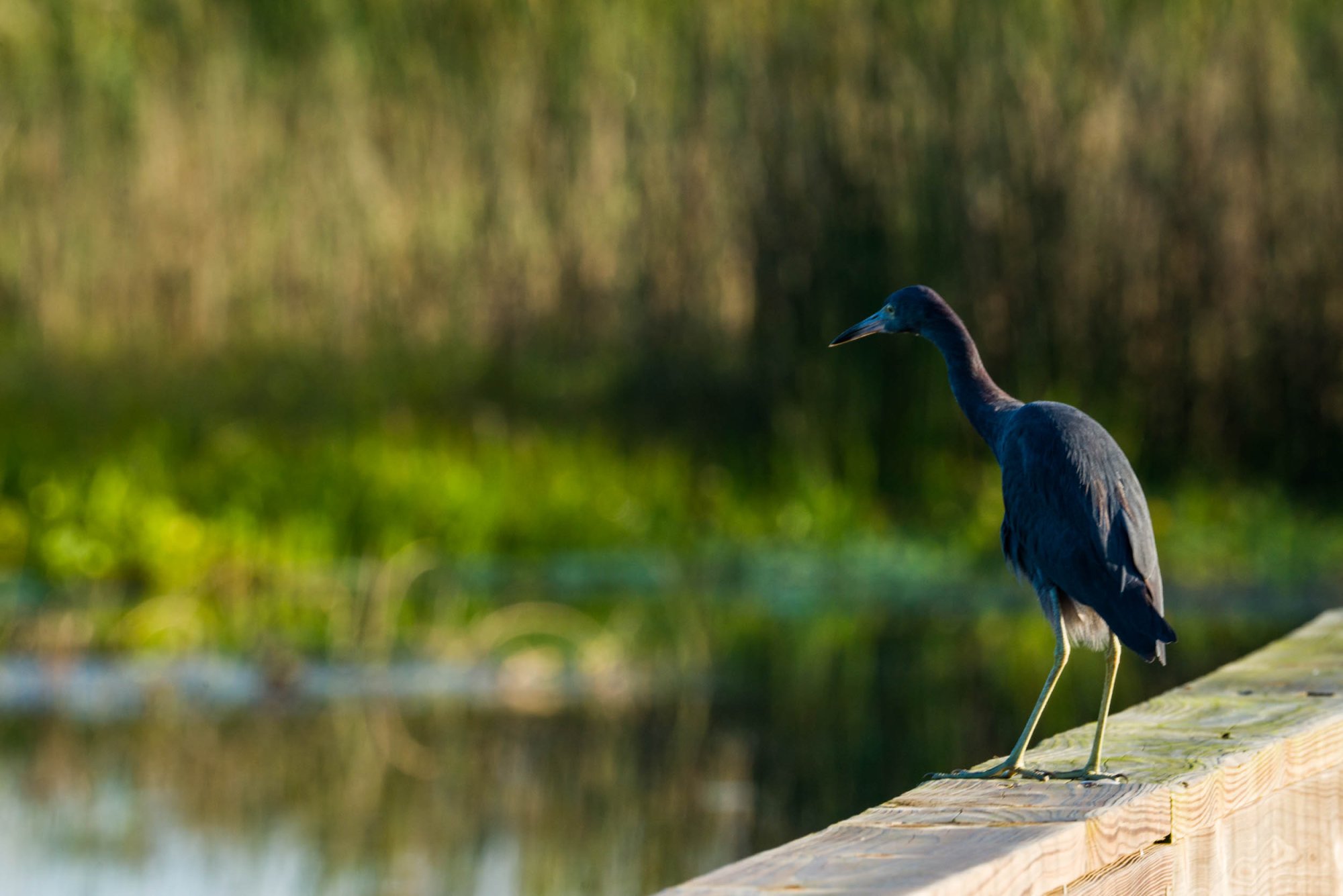 Wetlands Sept 2024 - 2500px-1.jpg