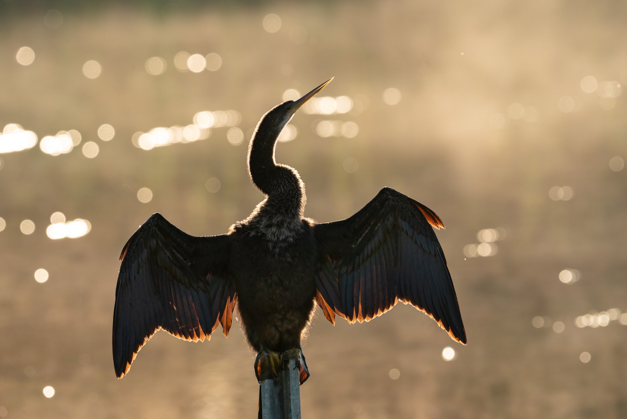 Wetlands Sept 23 - 2500px-13.jpg