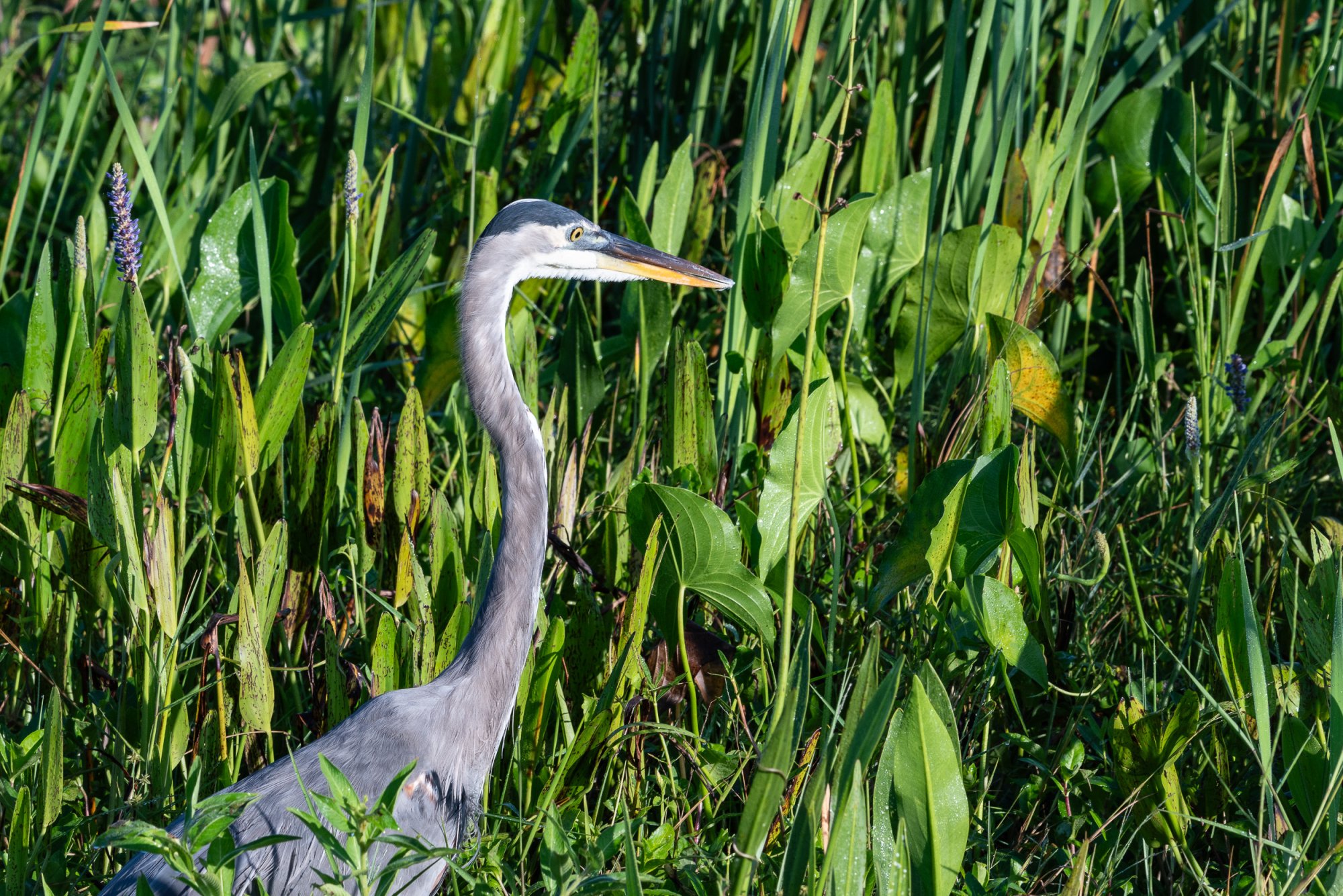 Wetlands Sept 23 - 2500px-23.jpg