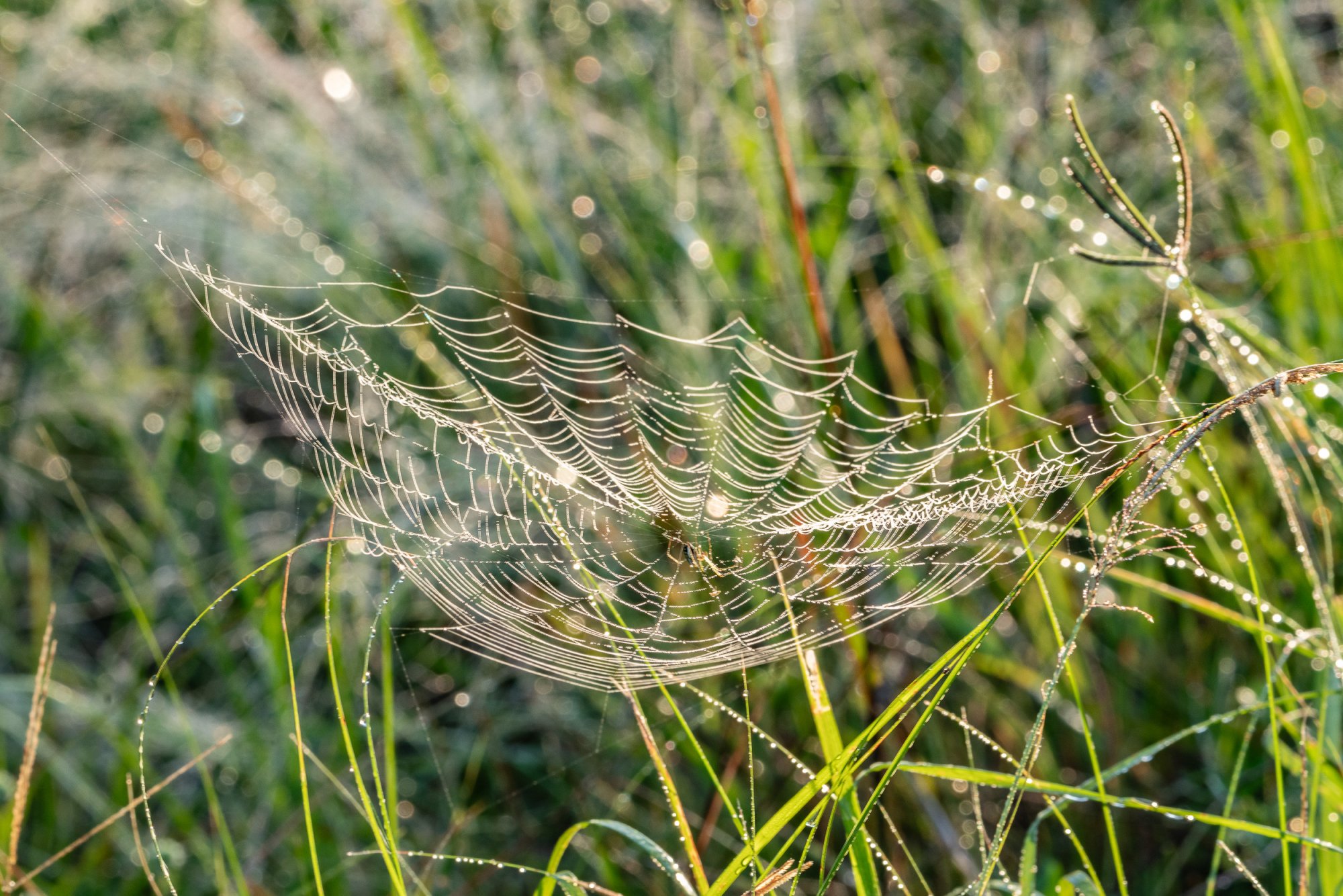 Wetlands Sept 23 - 2500px-3.jpg