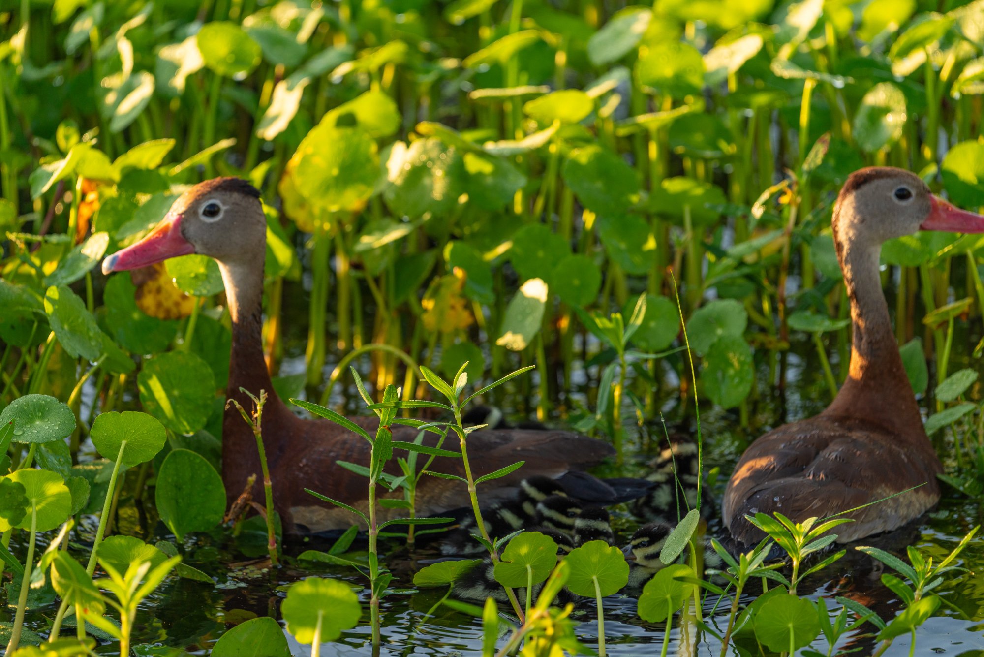 Wetlands Sept 23 - 2500px-5.jpg