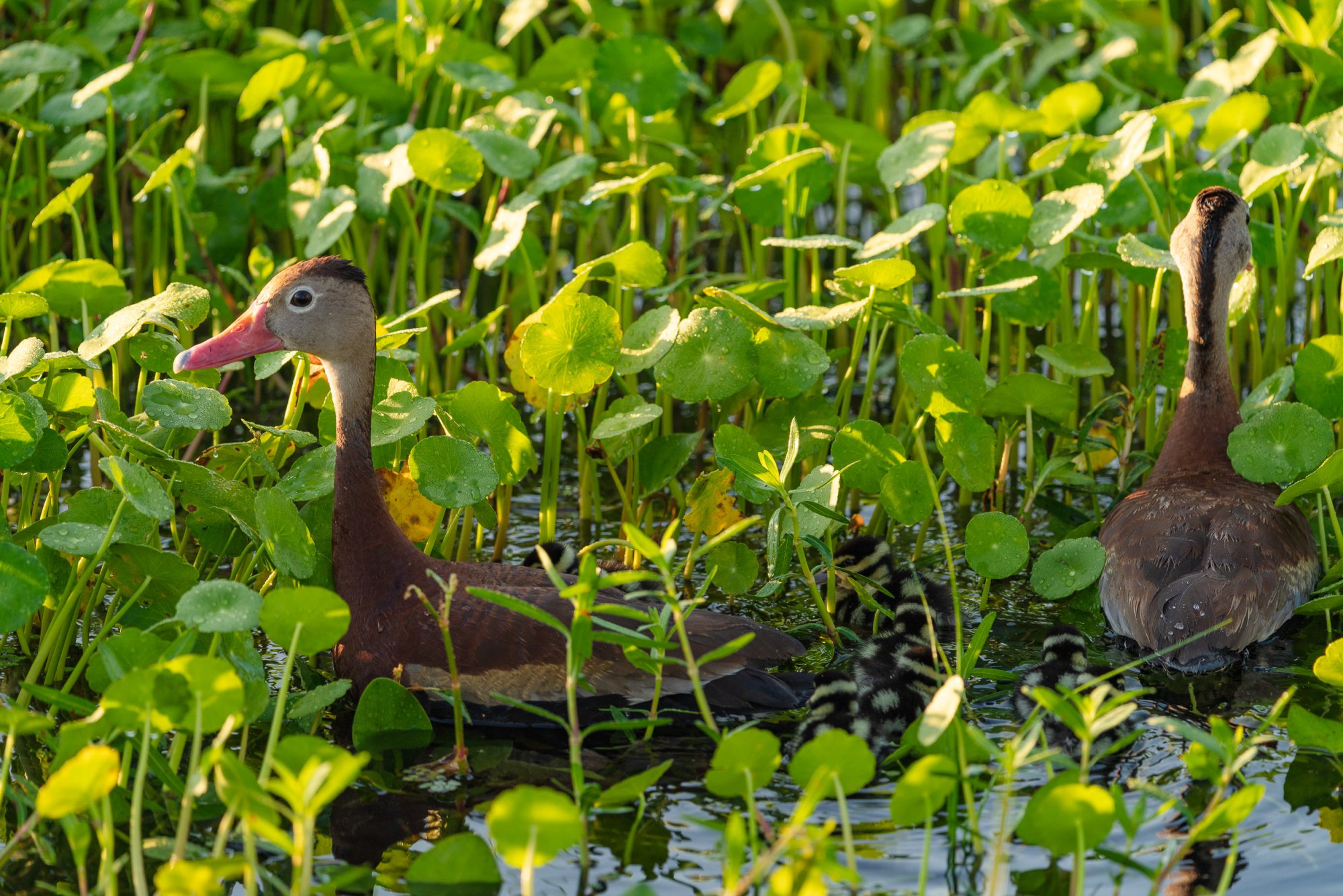 Wetlands Sept 23 - 2500px-6.jpg