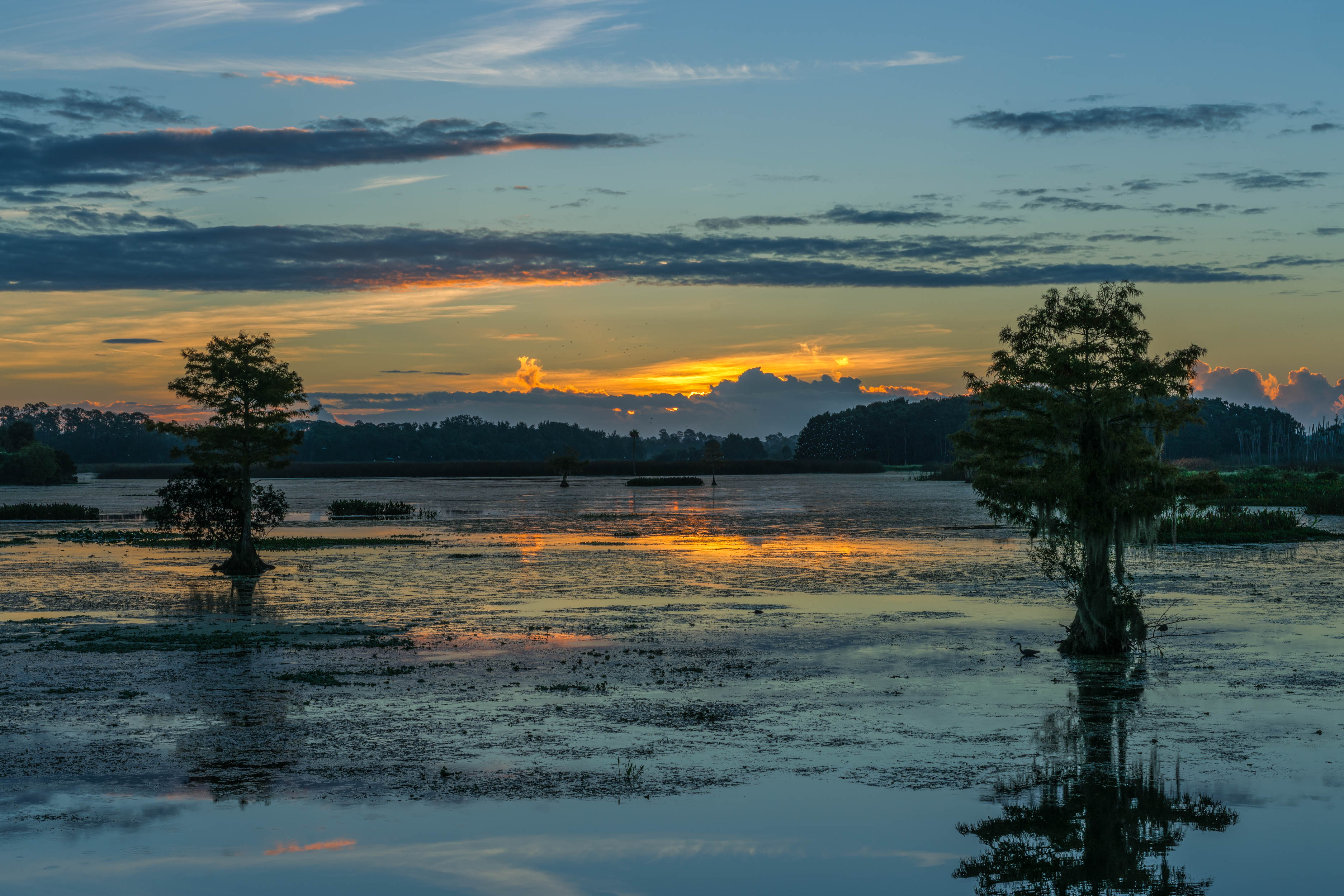 Wetlands Sunrise - 2500px-9.jpg