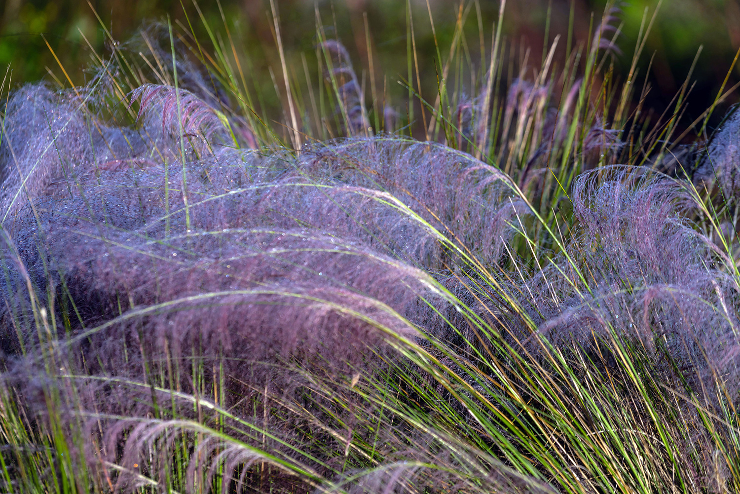 Wetlands Sunrise-28 1500.jpg