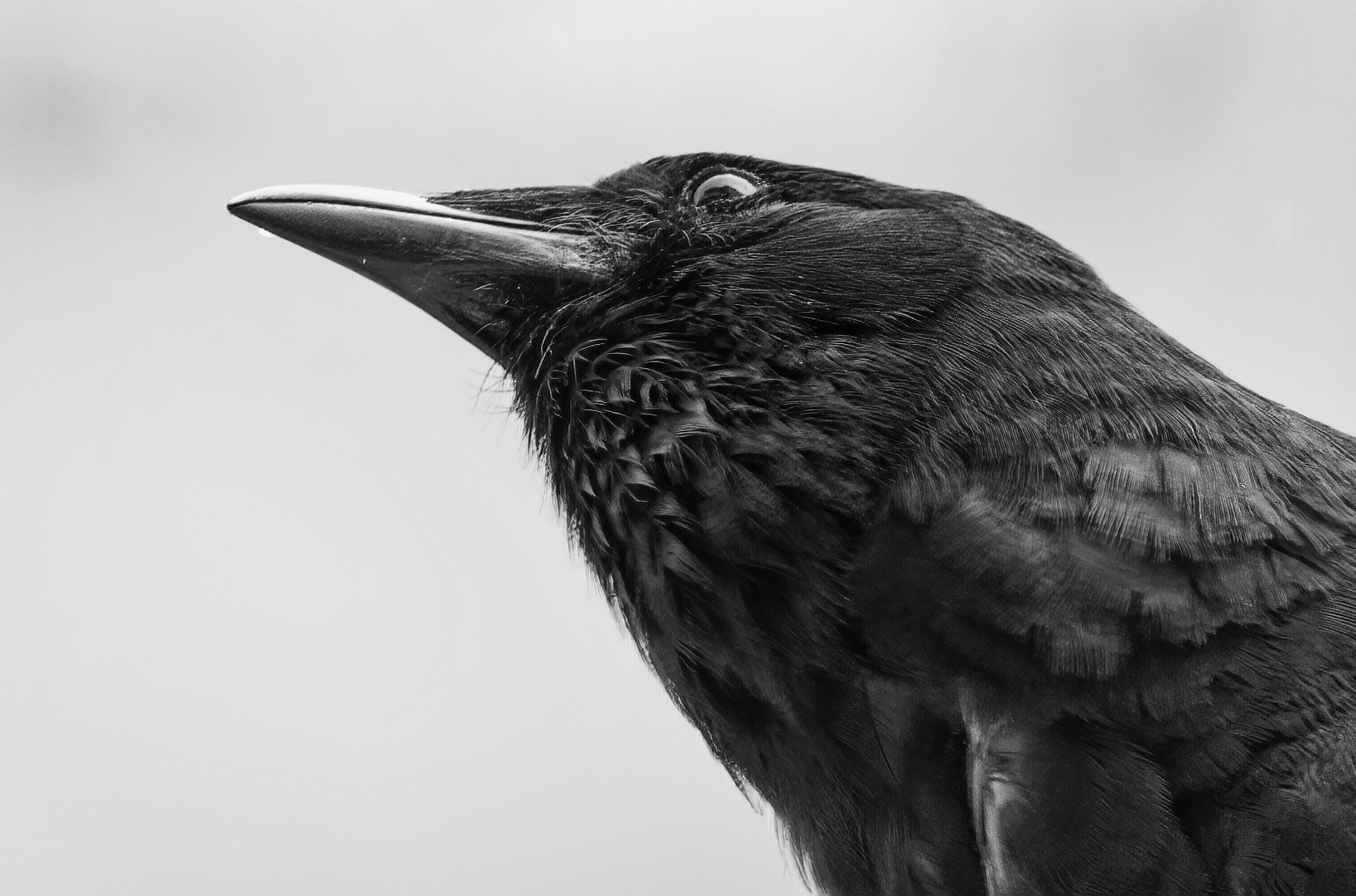 Whaddya Mean I Can't Grab Your Birdseed?.jpeg