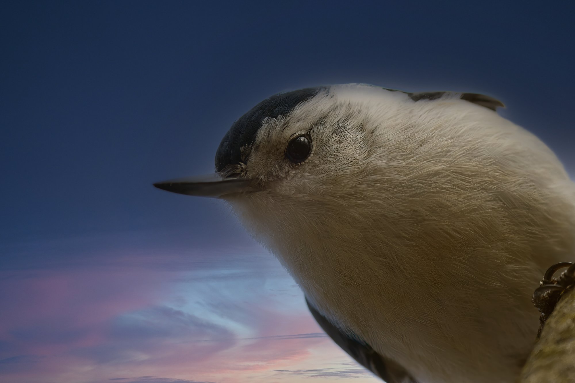 white-breasted-nuthatch-0012-24-08-23.jpg