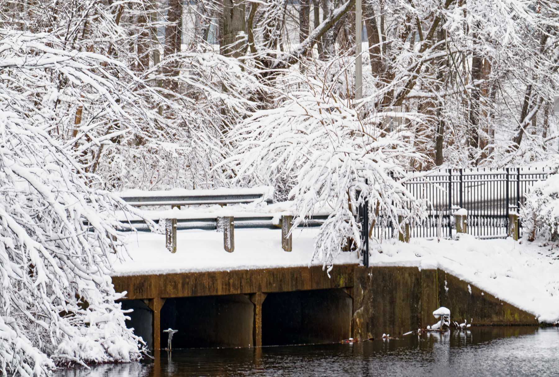 White -Encased  Tree Limbs.jpeg