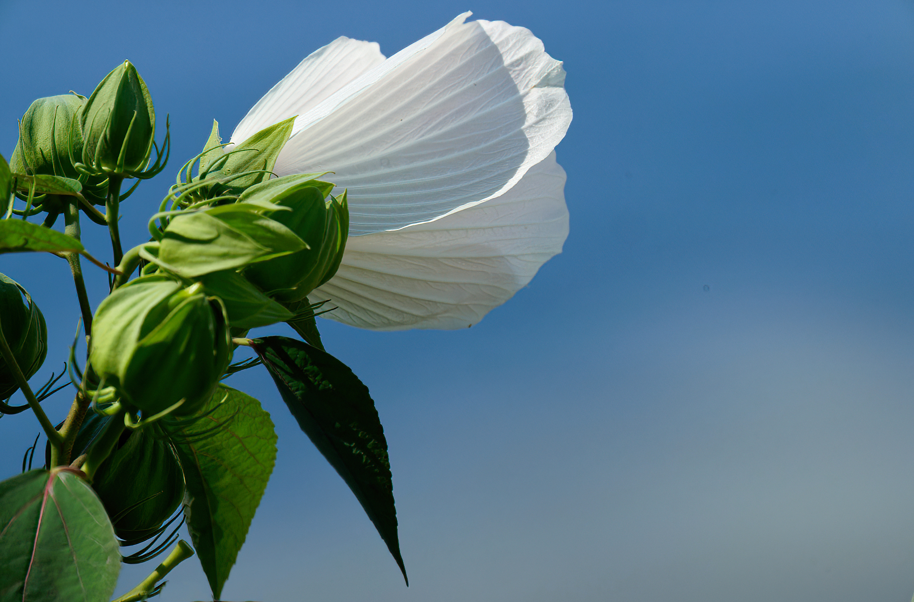 White Flower Reaching to the Blue Sky.jpeg