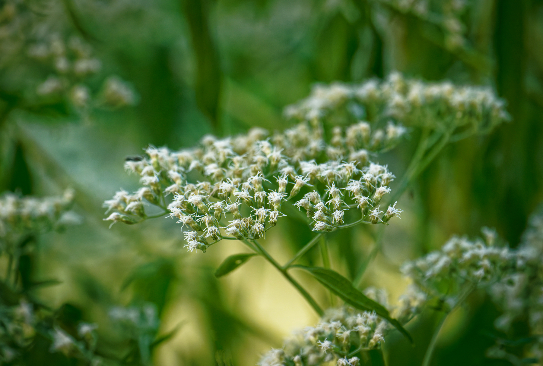 White Flowers in the Green.jpeg