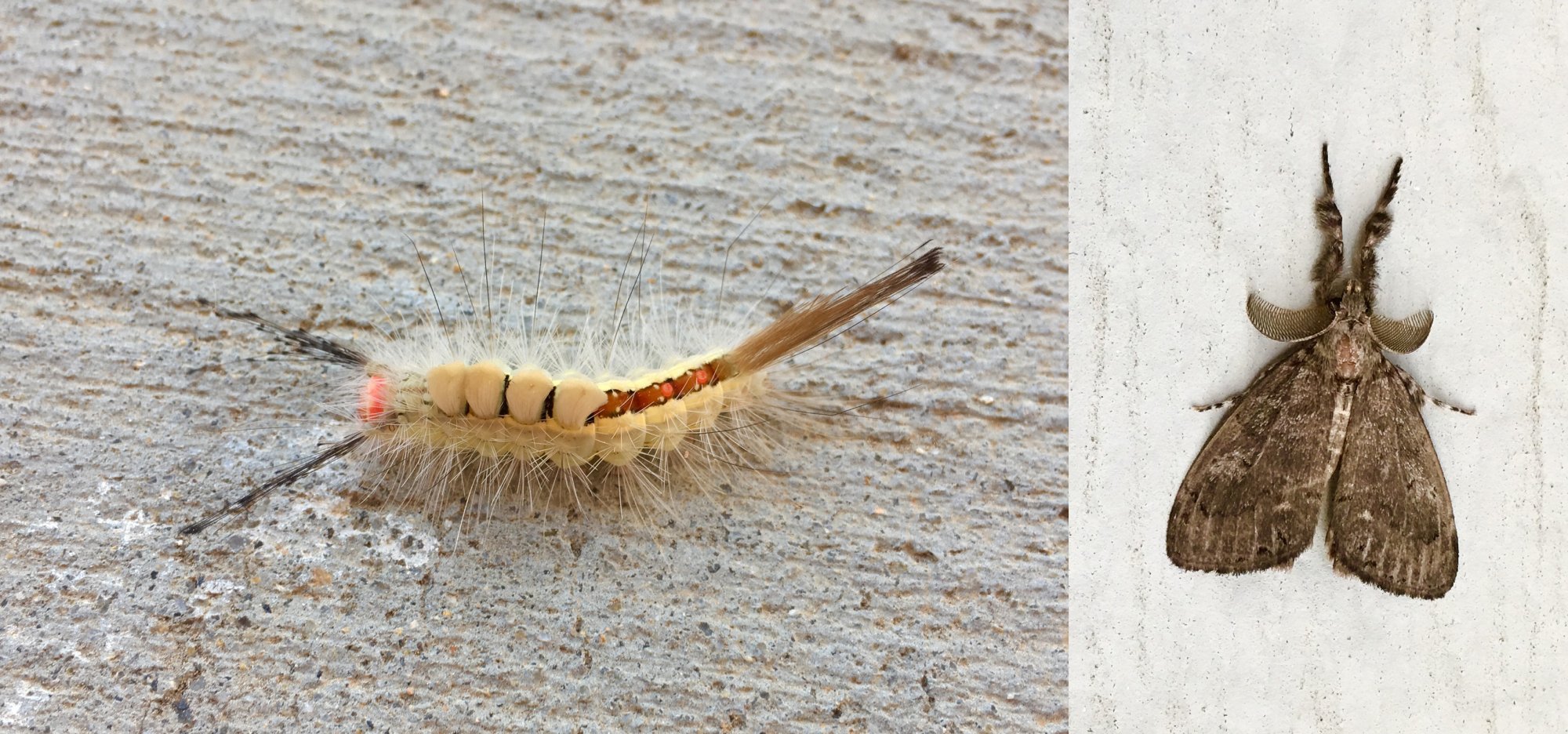 White-marked Tussock Moth.jpg