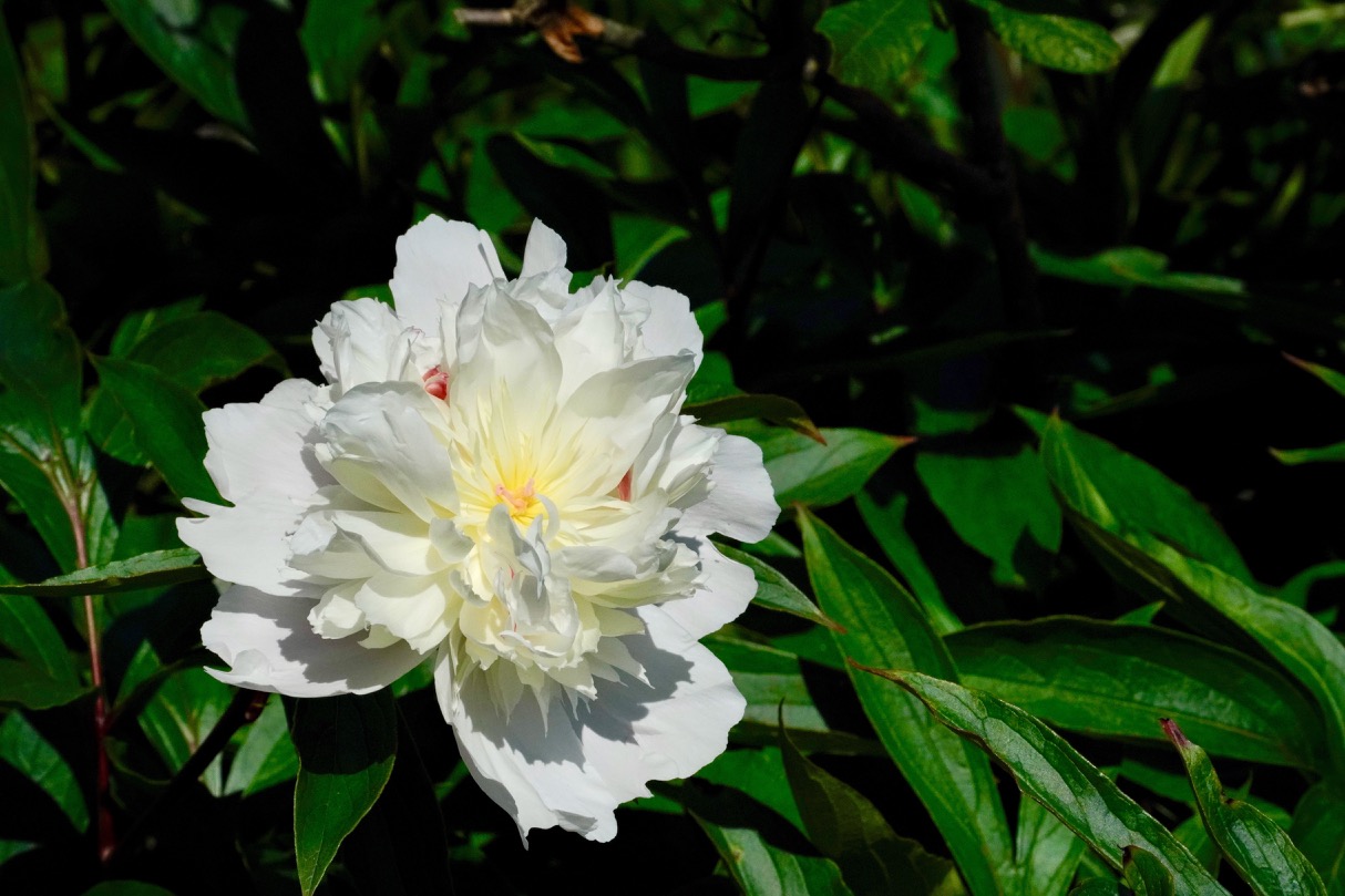 White Peony.jpg