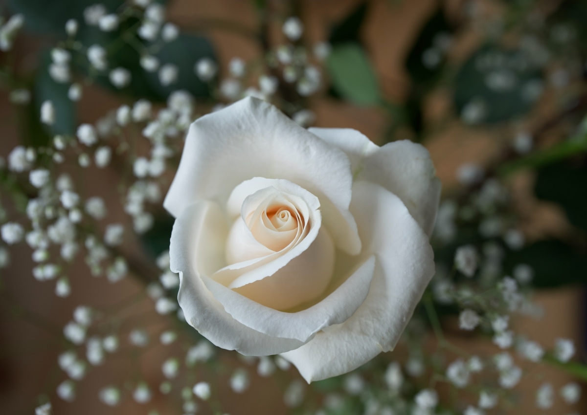 White rose framed.jpeg