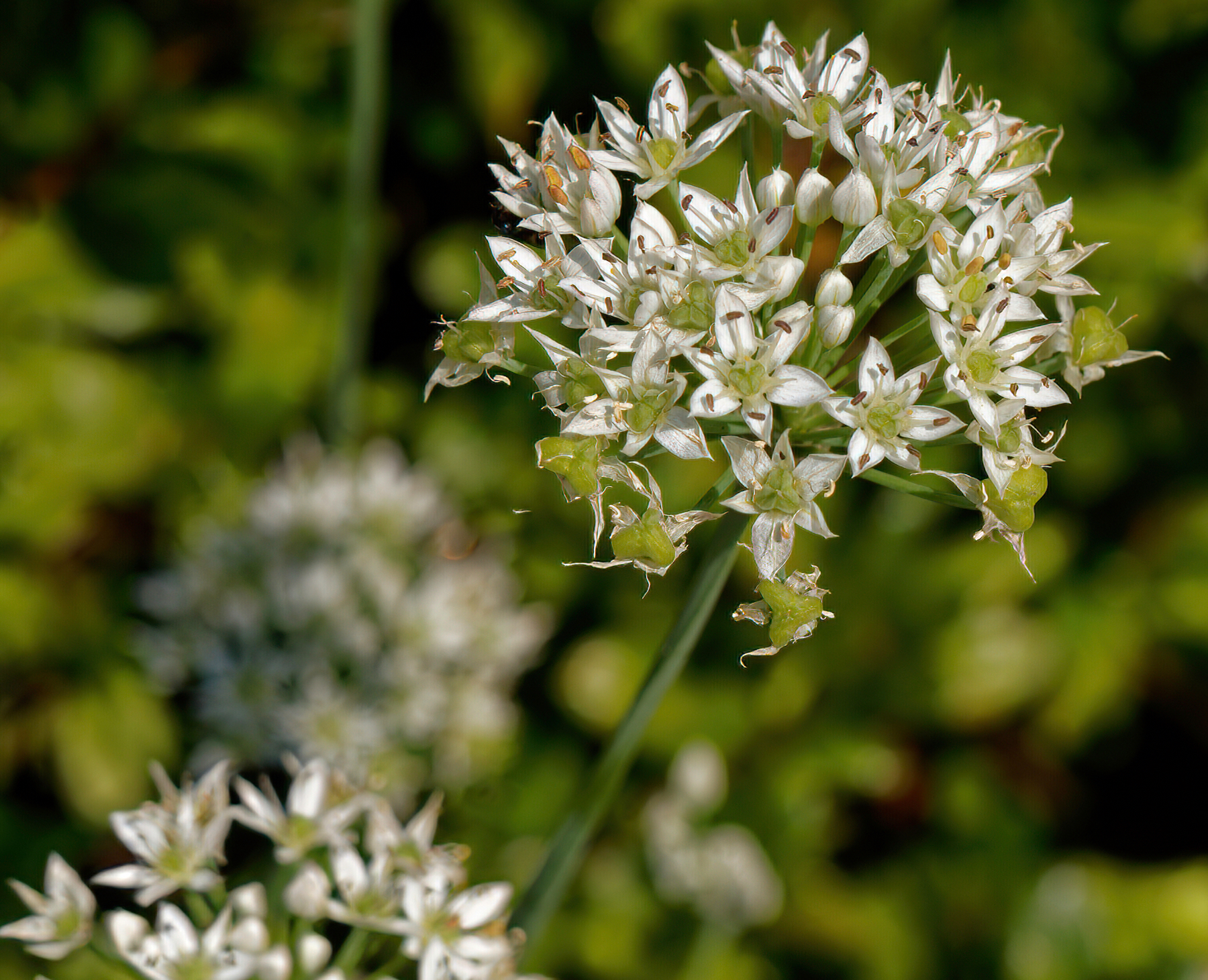 White Star-Shaped Flowers.jpeg