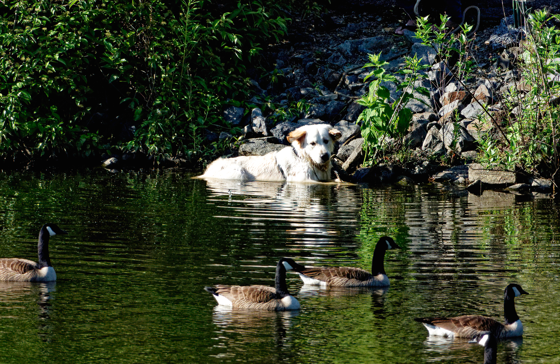 Who are These Creatures Swimming By Me?.jpeg