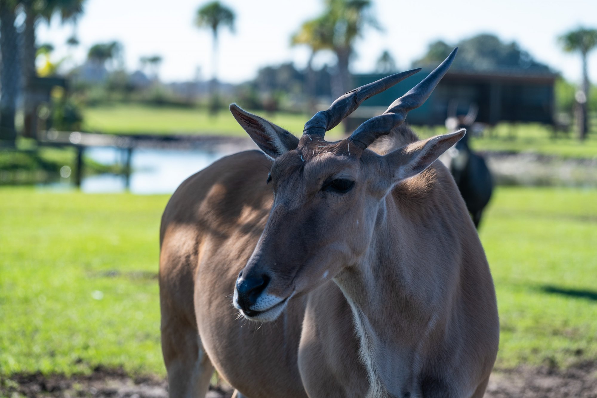 Wild Florida-2500px-1.jpg