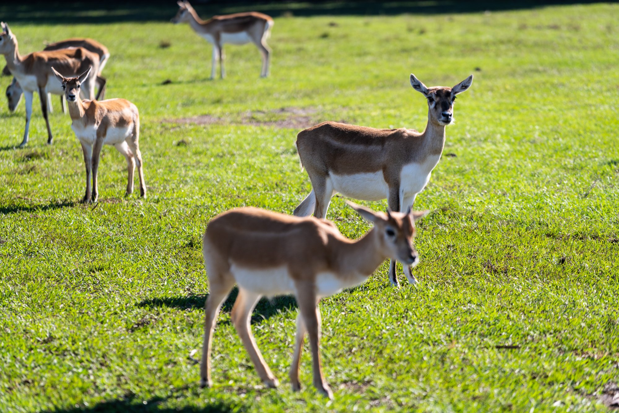 Wild Florida-2500px-12.jpg