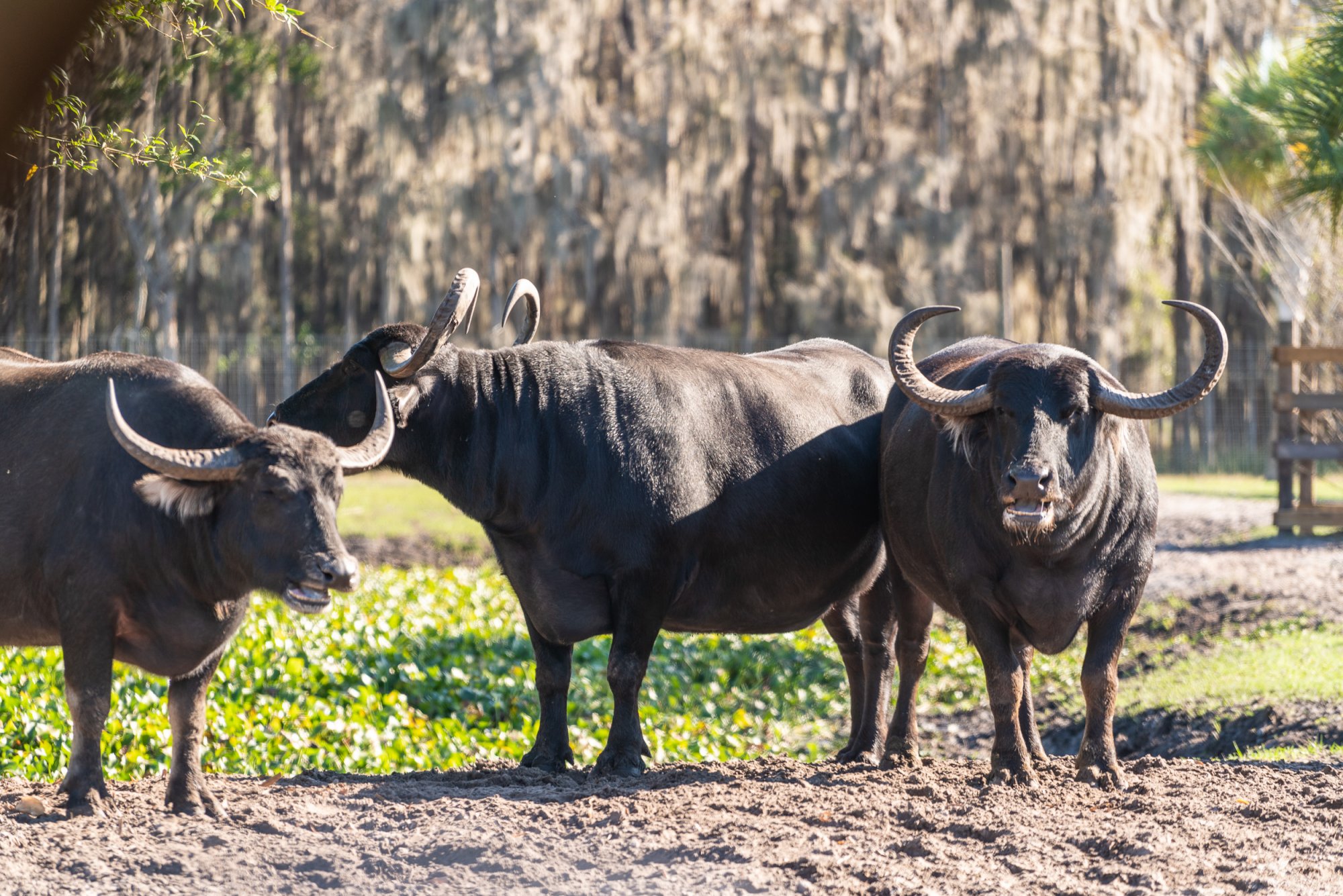 Wild Florida-2500px-19.jpg